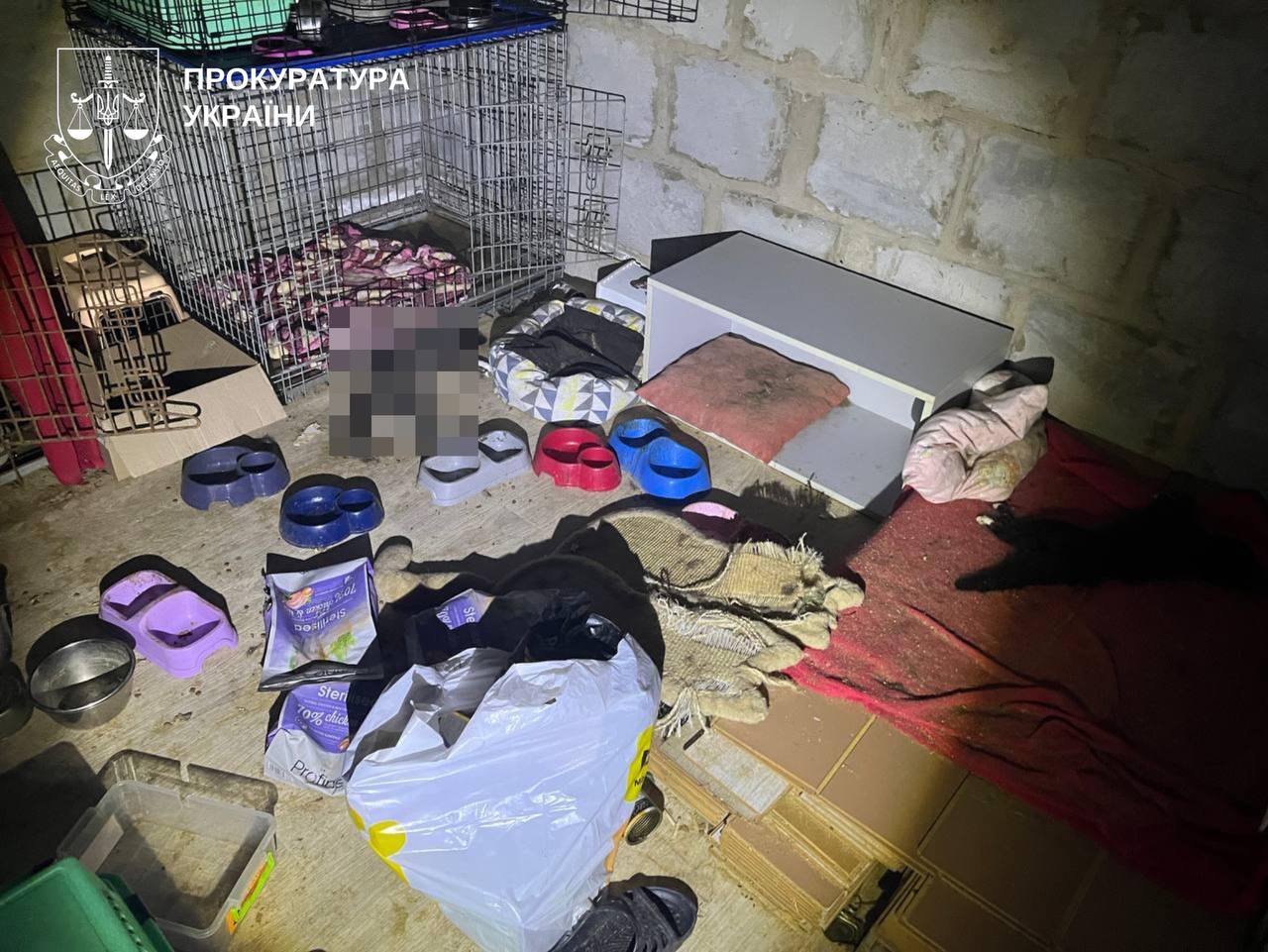 Жорстоке поводження з тваринами: в Обухівському районі загинули понад 50 котів - фото 2