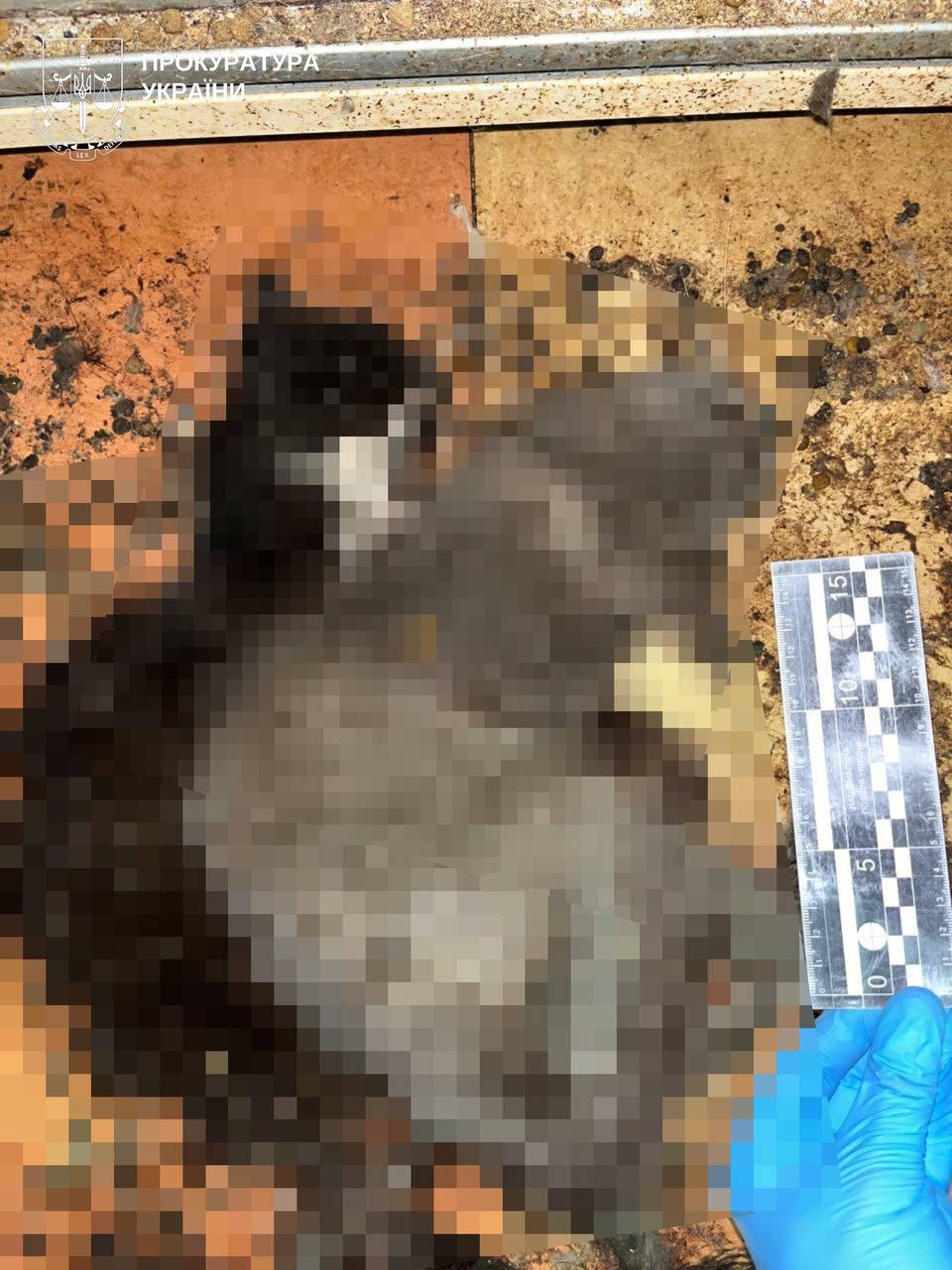 Жорстоке поводження з тваринами: в Обухівському районі загинули понад 50 котів - фото 3