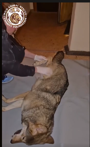 На Оболоні вовк в квартирі покусав жінку: відео - фото 2