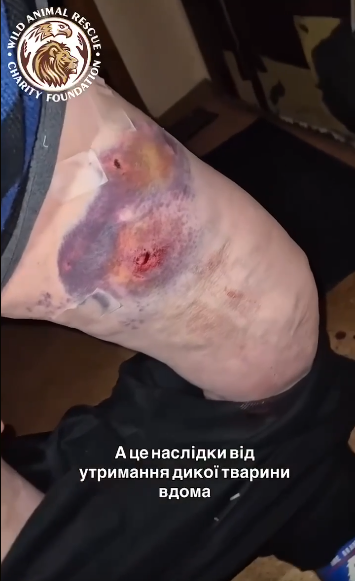 На Оболоні вовк в квартирі покусав жінку: відео