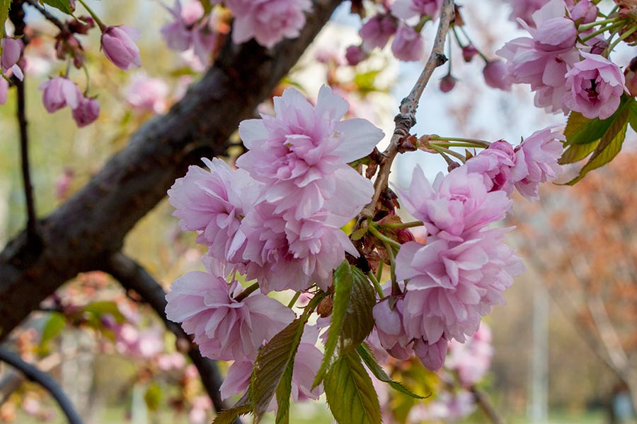 Парк «Кіото» в Києві: японська атмосфера посеред міста - фото 4
