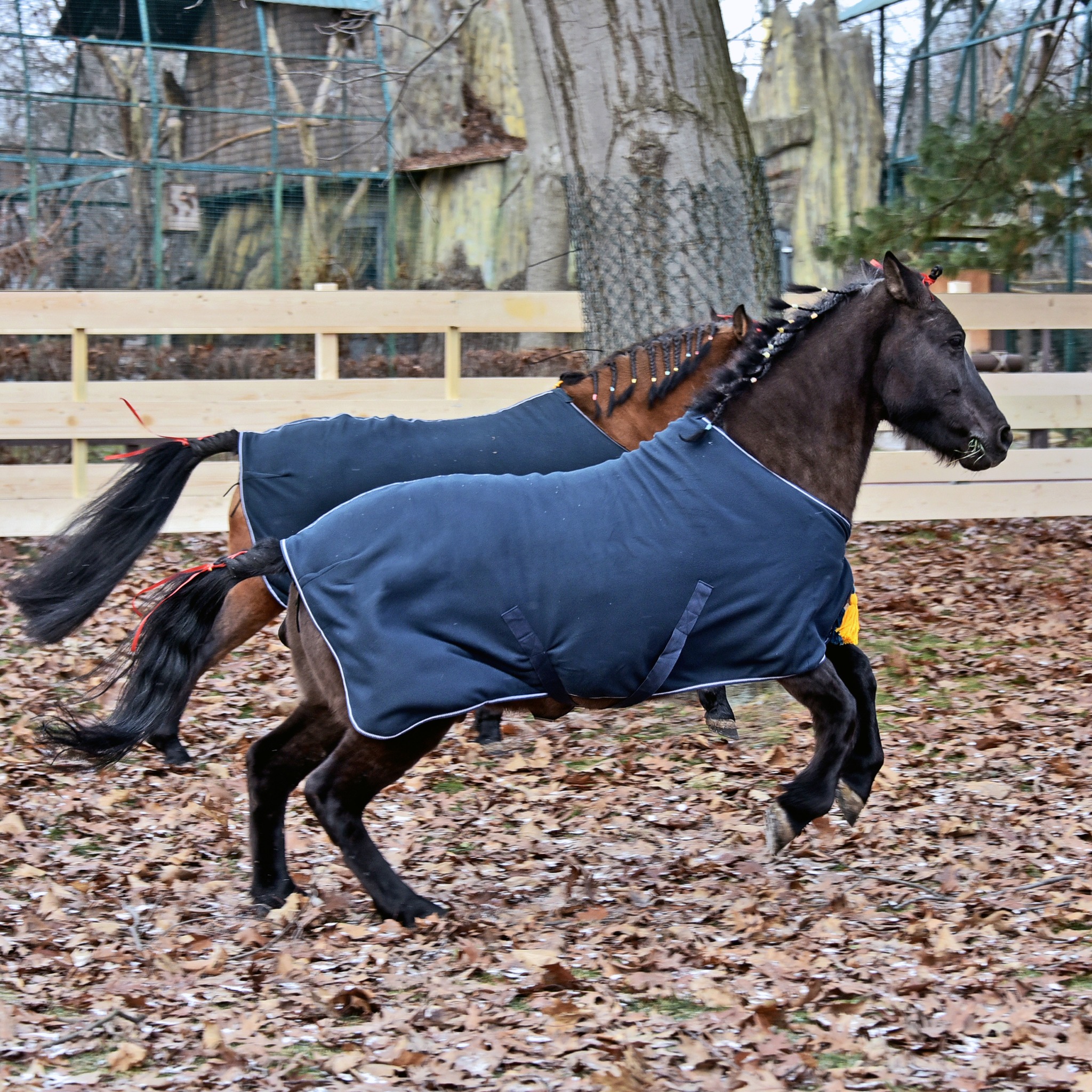 Де у Києві можна зустріти гуцульських коників