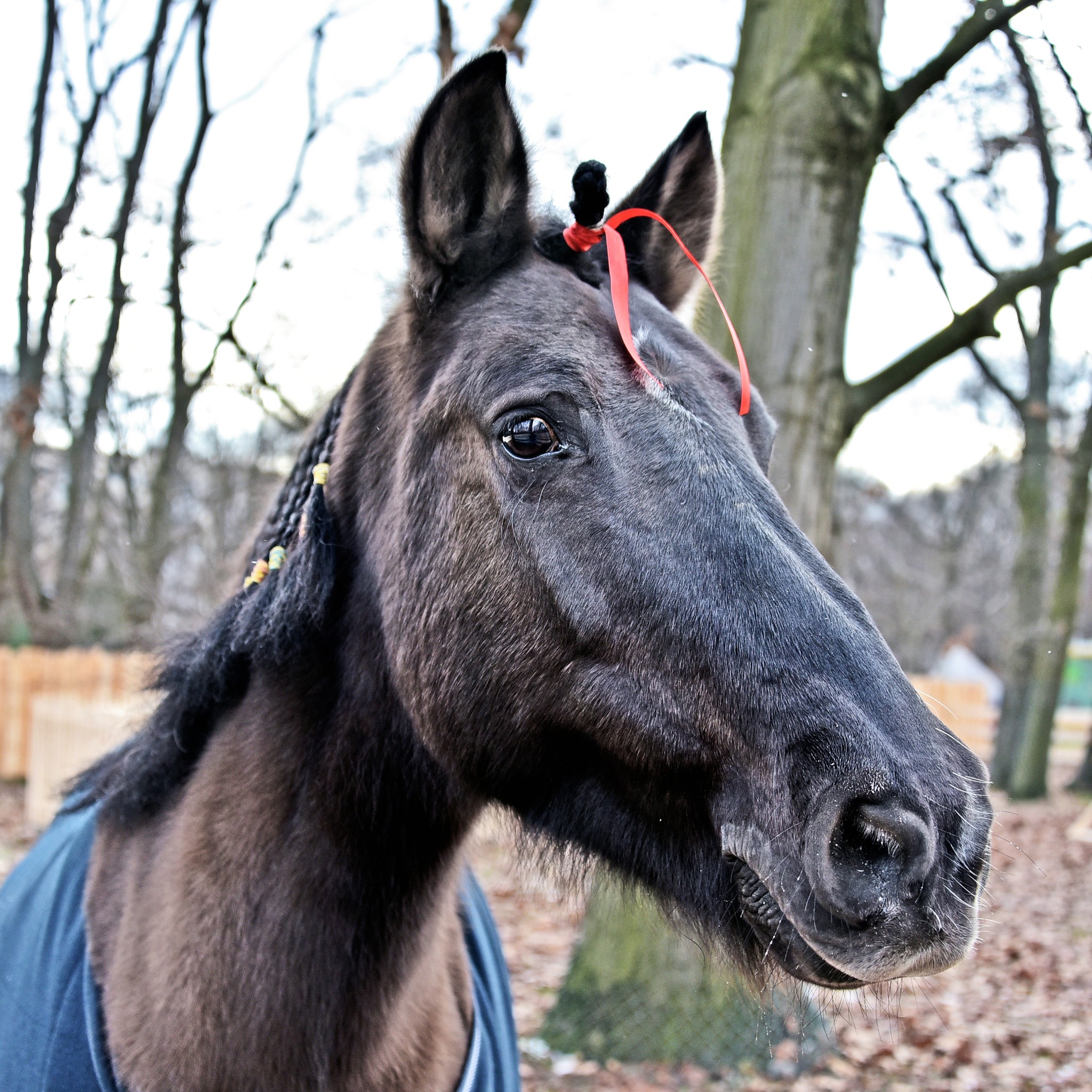 Де у Києві можна зустріти гуцульських коників - фото 2
