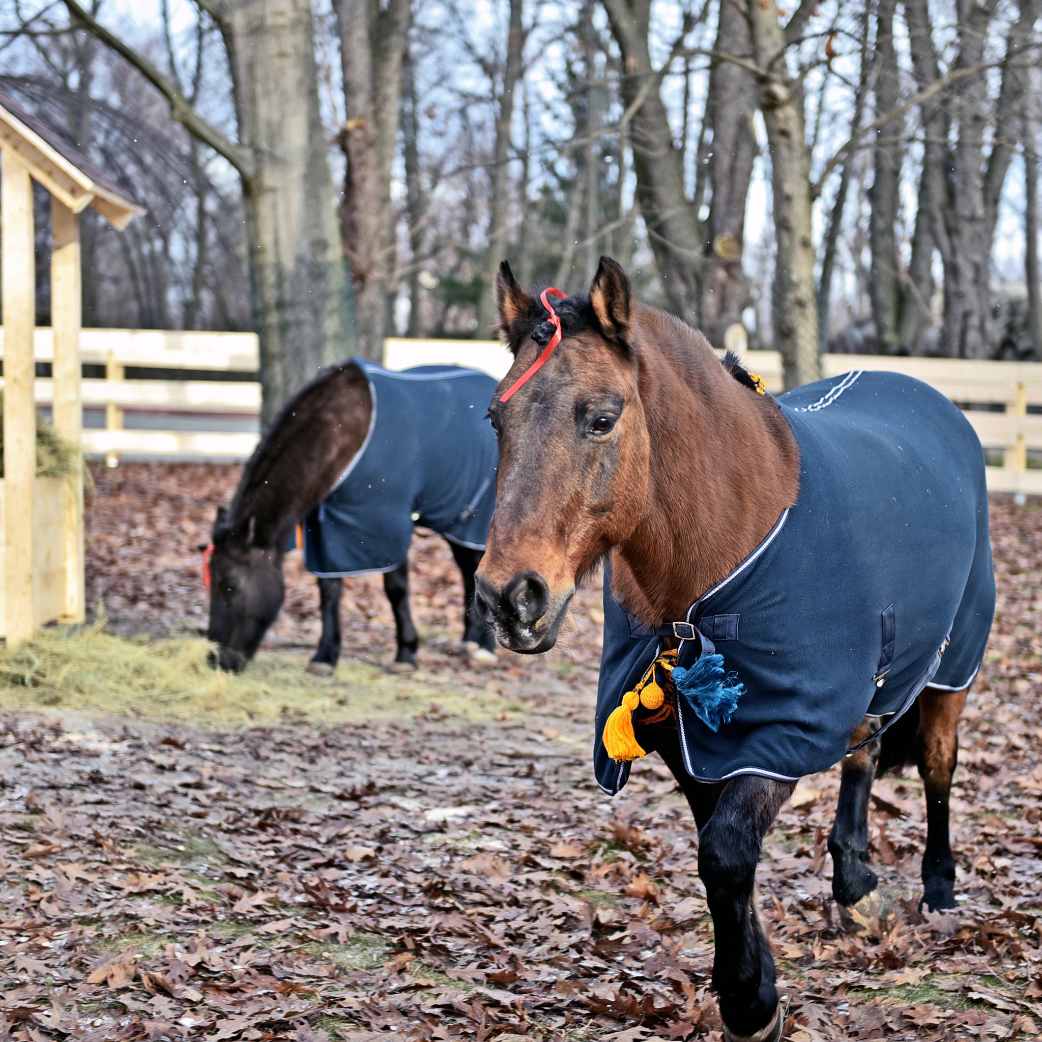 Де у Києві можна зустріти гуцульських коників - фото 3