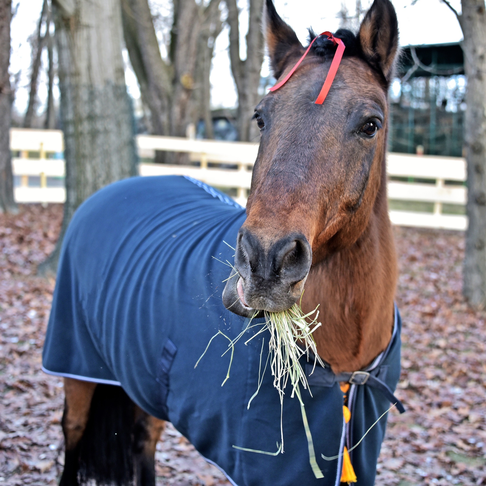 Де у Києві можна зустріти гуцульських коників - фото 4