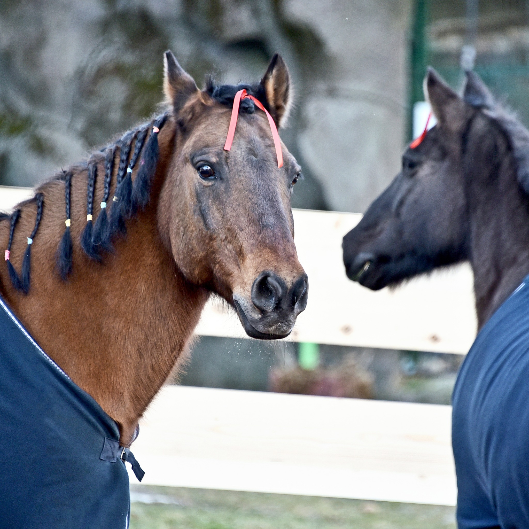 Де у Києві можна зустріти гуцульських коників - фото 5