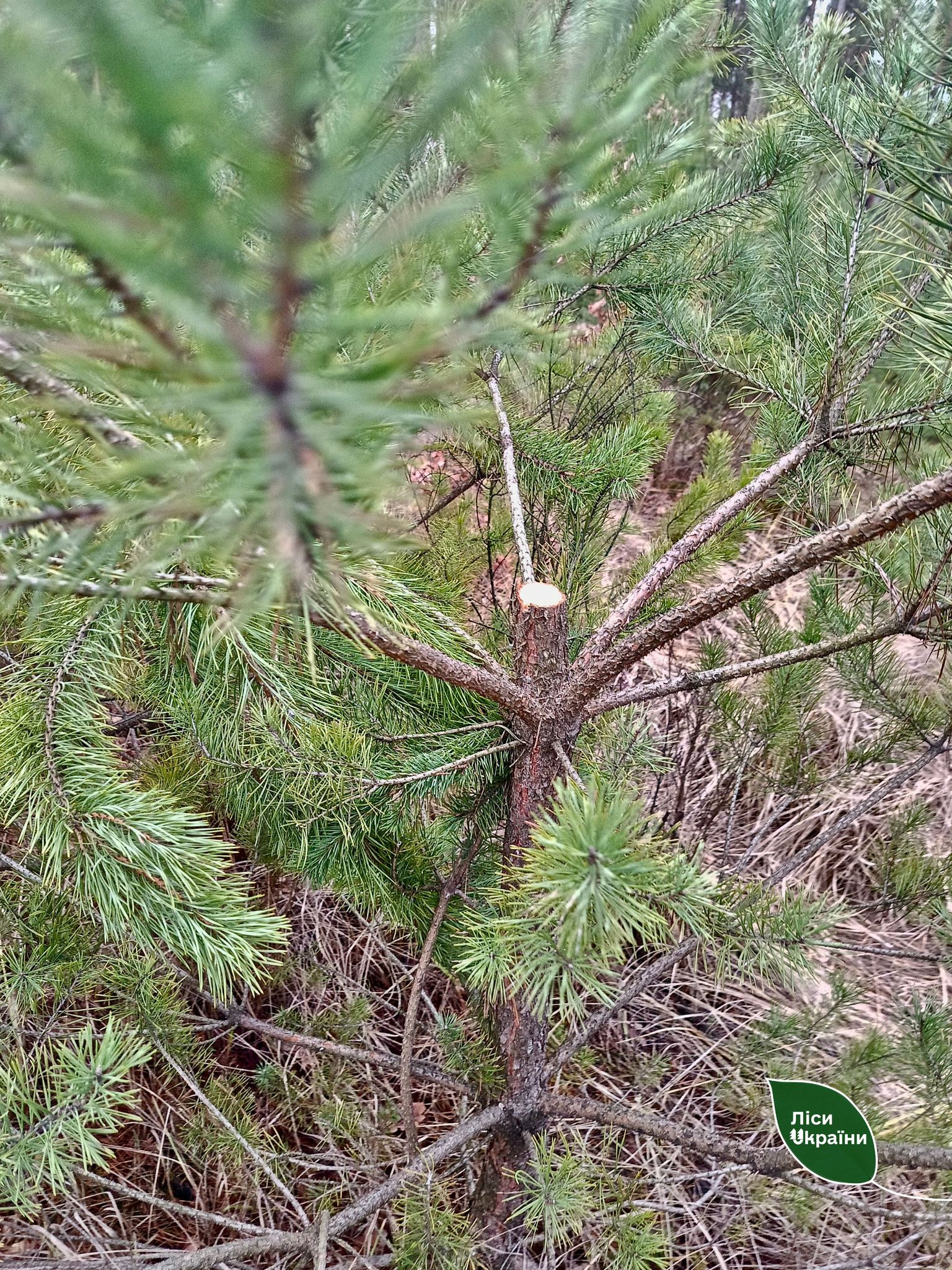 На Черкащині чоловік незаконно зрубав 23 сосни - фото 2