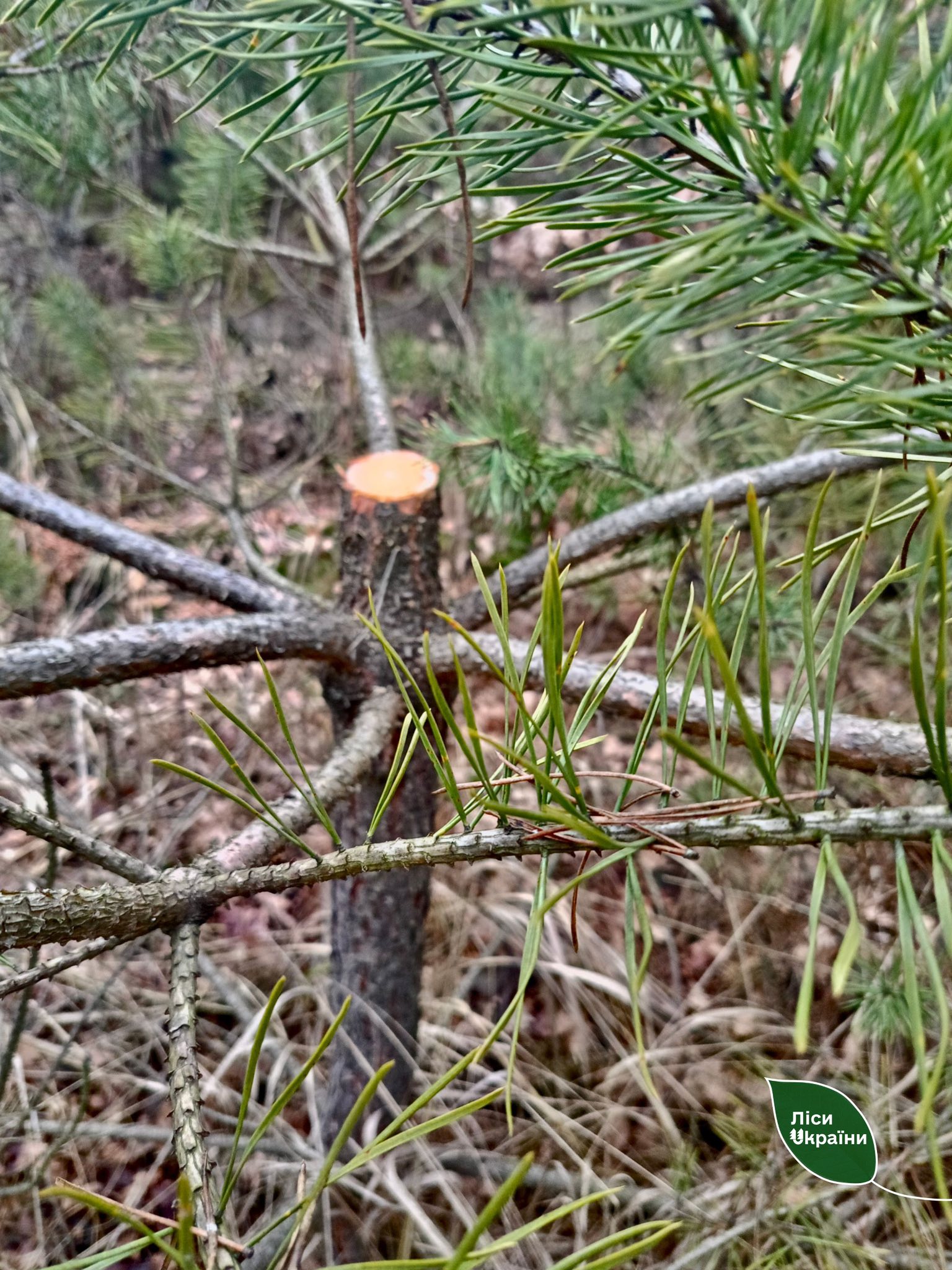 На Черкащині чоловік незаконно зрубав 23 сосни - фото 3