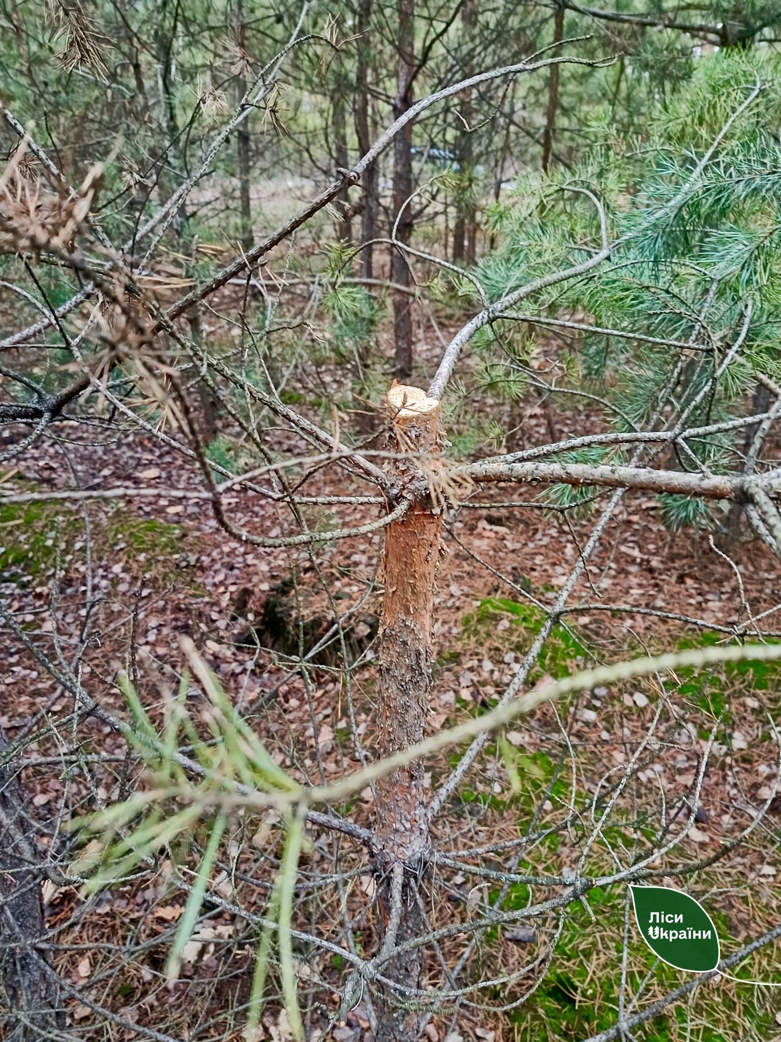 На Черкащині чоловік незаконно зрубав 23 сосни - фото 4