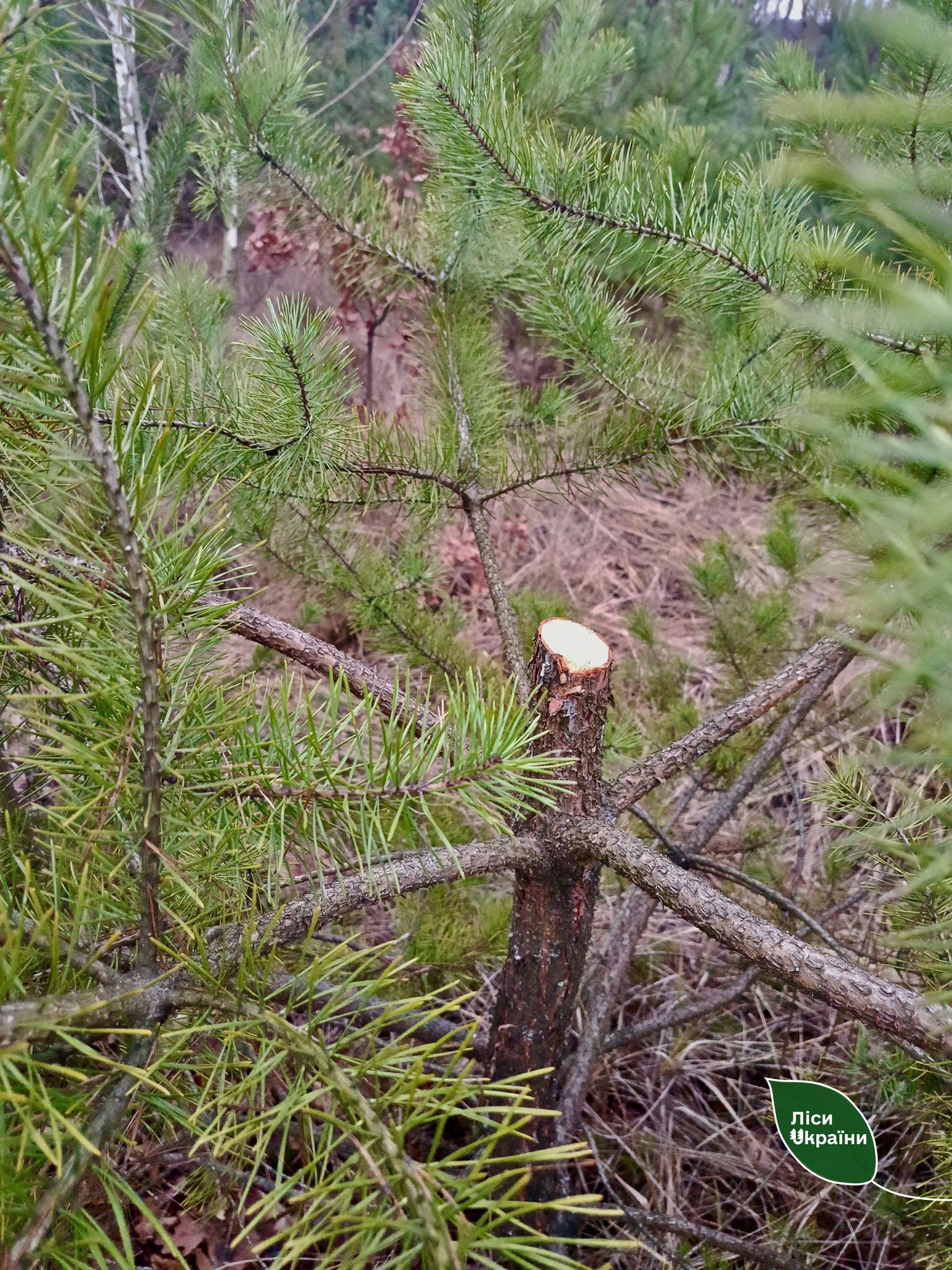 На Черкащині чоловік незаконно зрубав 23 сосни - фото 5