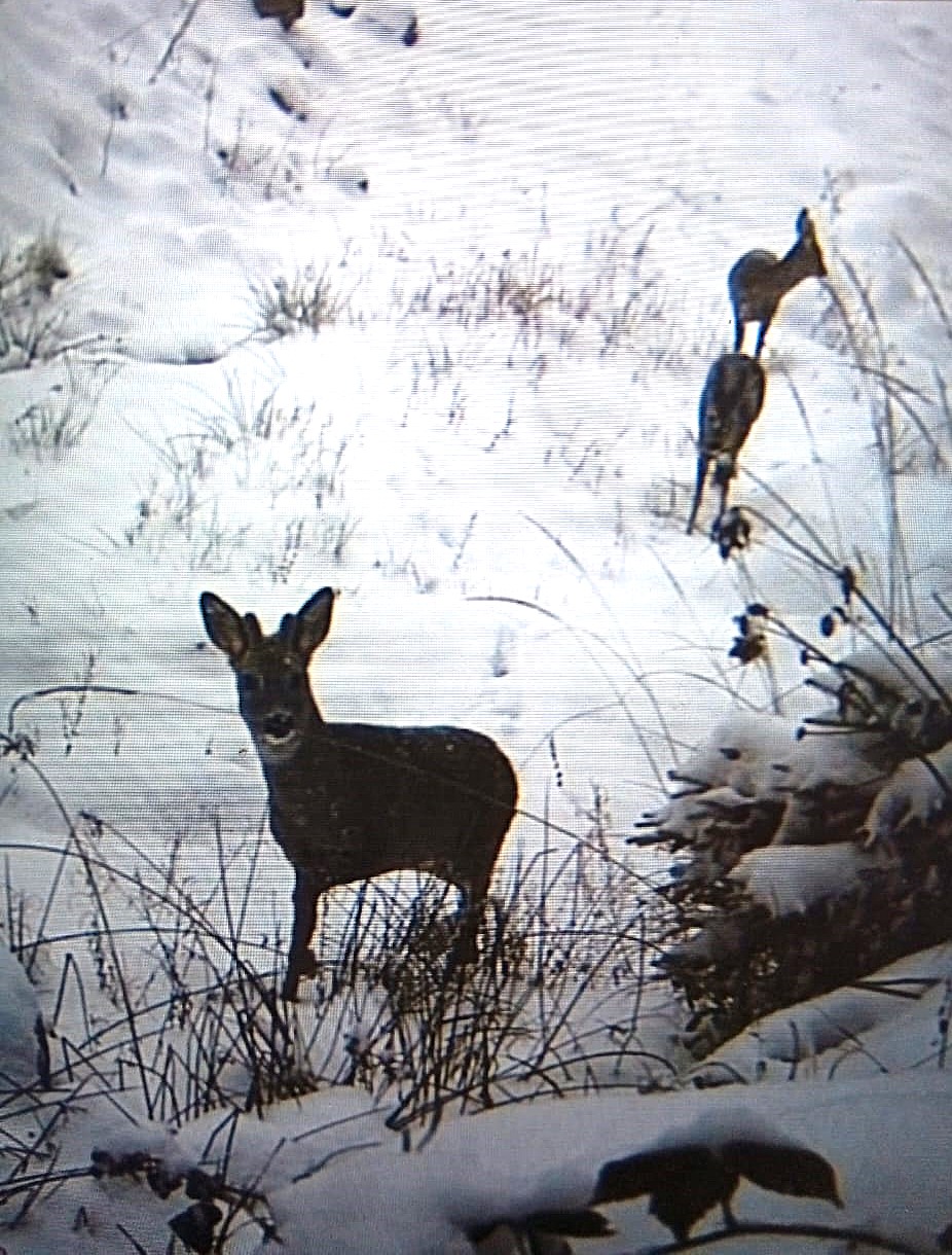Фотопастки відзняли тварин у високогір’ї Карпат