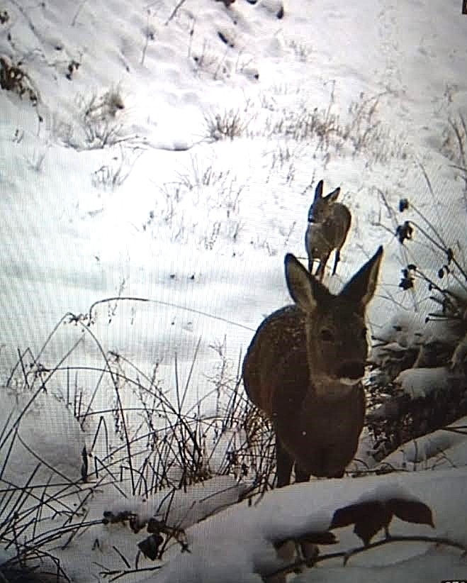 Фотопастки відзняли тварин у високогір’ї Карпат - фото 2