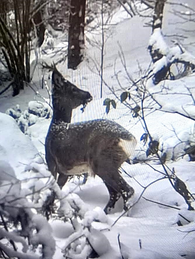 Фотопастки відзняли тварин у високогір’ї Карпат - фото 4