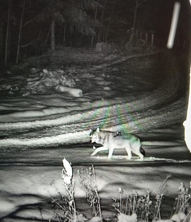 Фотопастки відзняли тварин у високогір’ї Карпат - фото 3