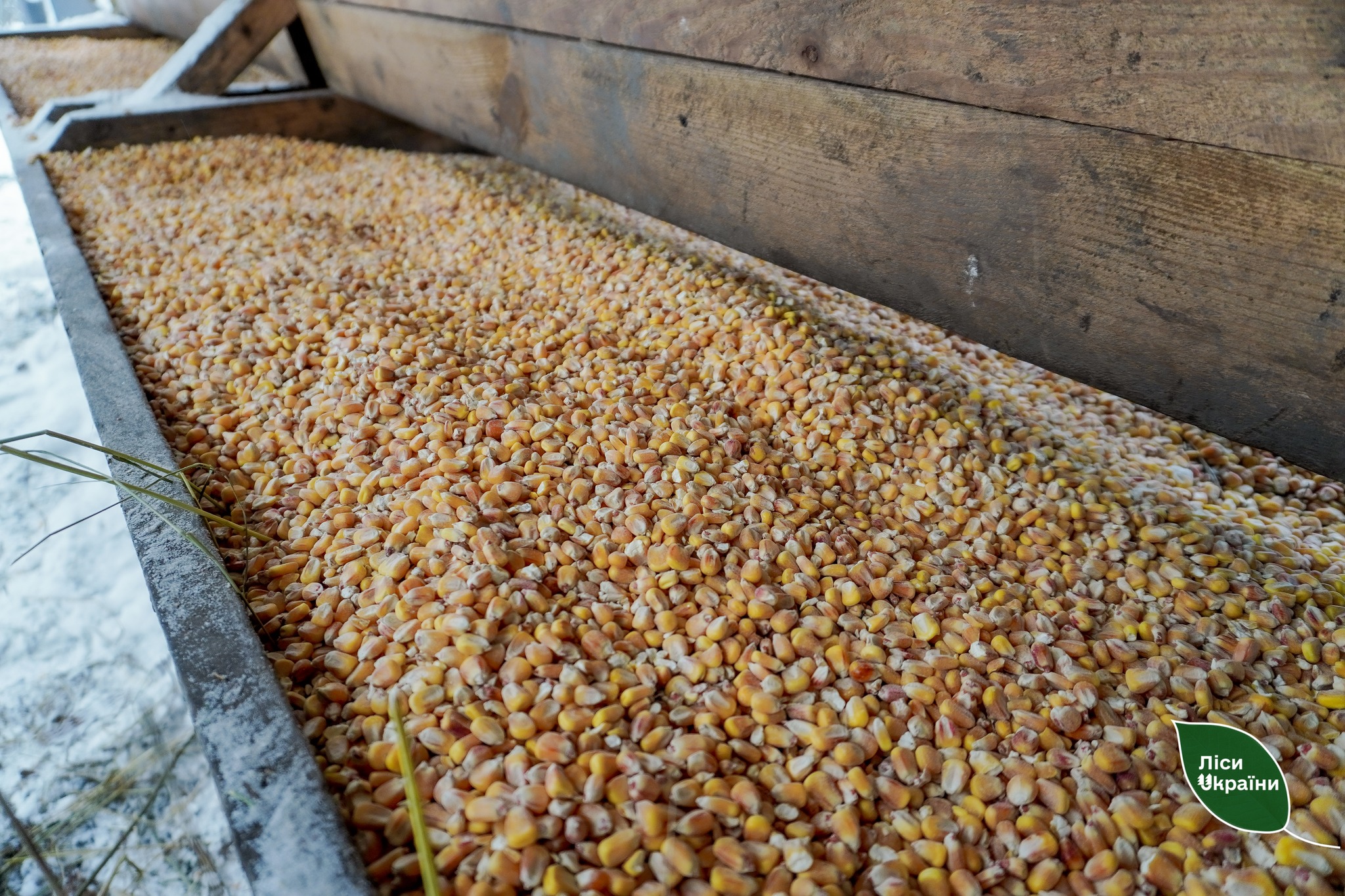 У столичних лісах заготовили понад 200 тонн кормів для диких тварин