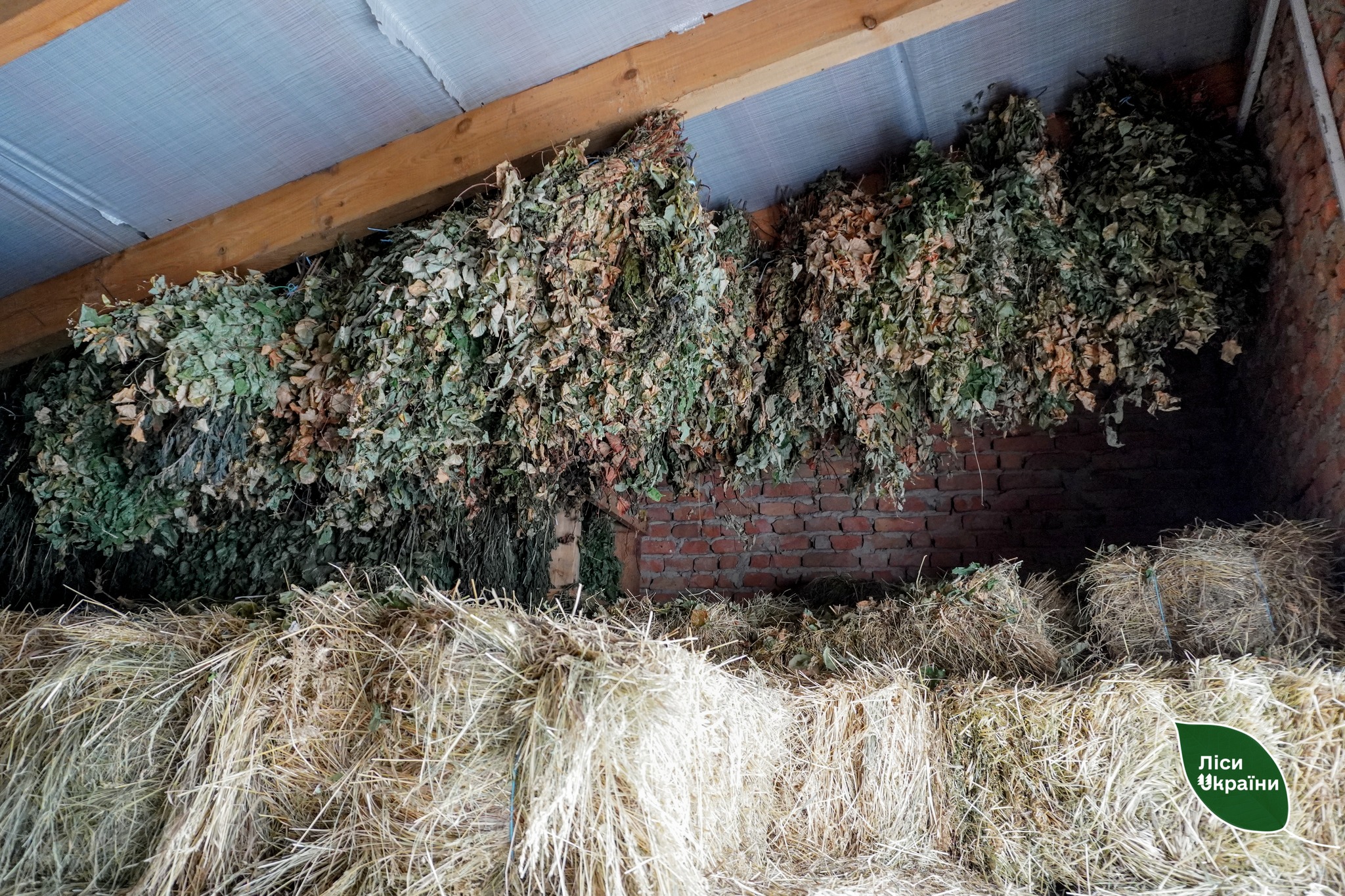 У столичних лісах заготовили понад 200 тонн кормів для диких тварин - фото 3