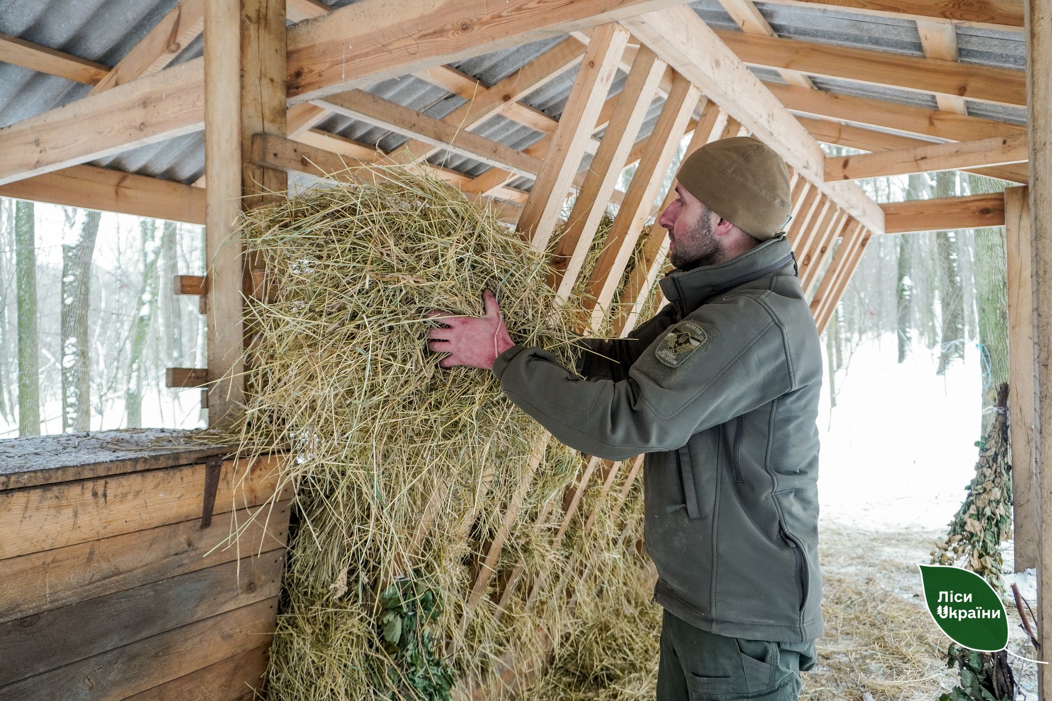У столичних лісах заготовили понад 200 тонн кормів для диких тварин - фото 2