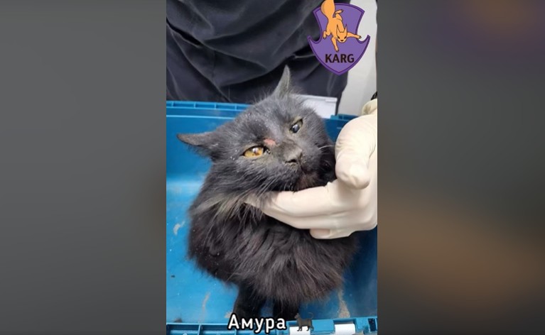 Впала з висоти 9 поверху та вижила: команда порятунку тварин розповіла, як діставала кішку з вентиляції в Києві