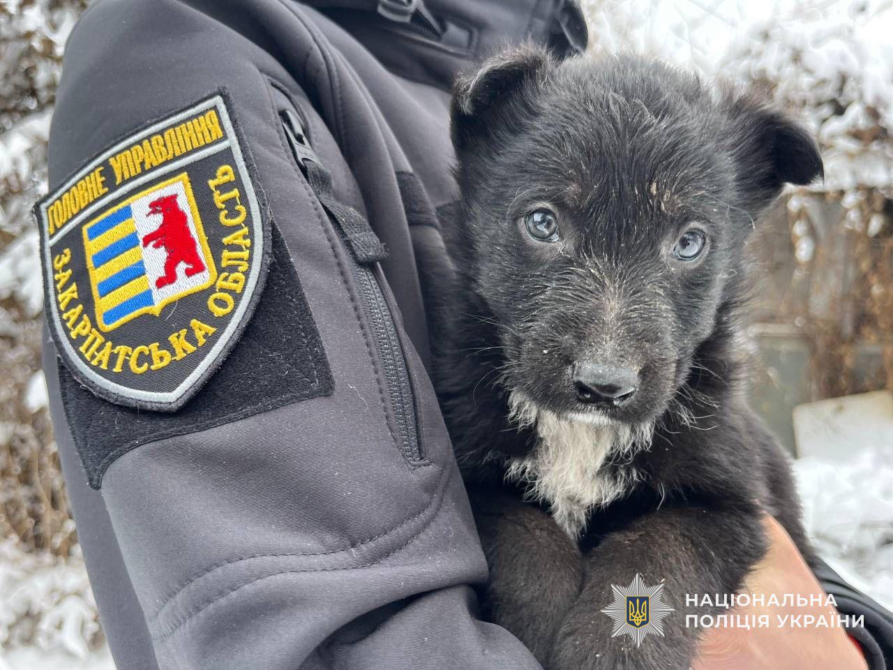 У Мукачеві поліцейська Юлія врятувала трьох цуценят і шукає їм домівку