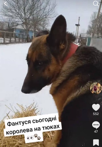 Зіркові вівчарки Фанта і Спрайт показали свої зимові розваги на Вінниччині