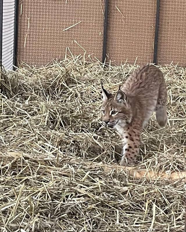 Врятовану біля Обухова рись планують перевезти до закордонного заповідника
