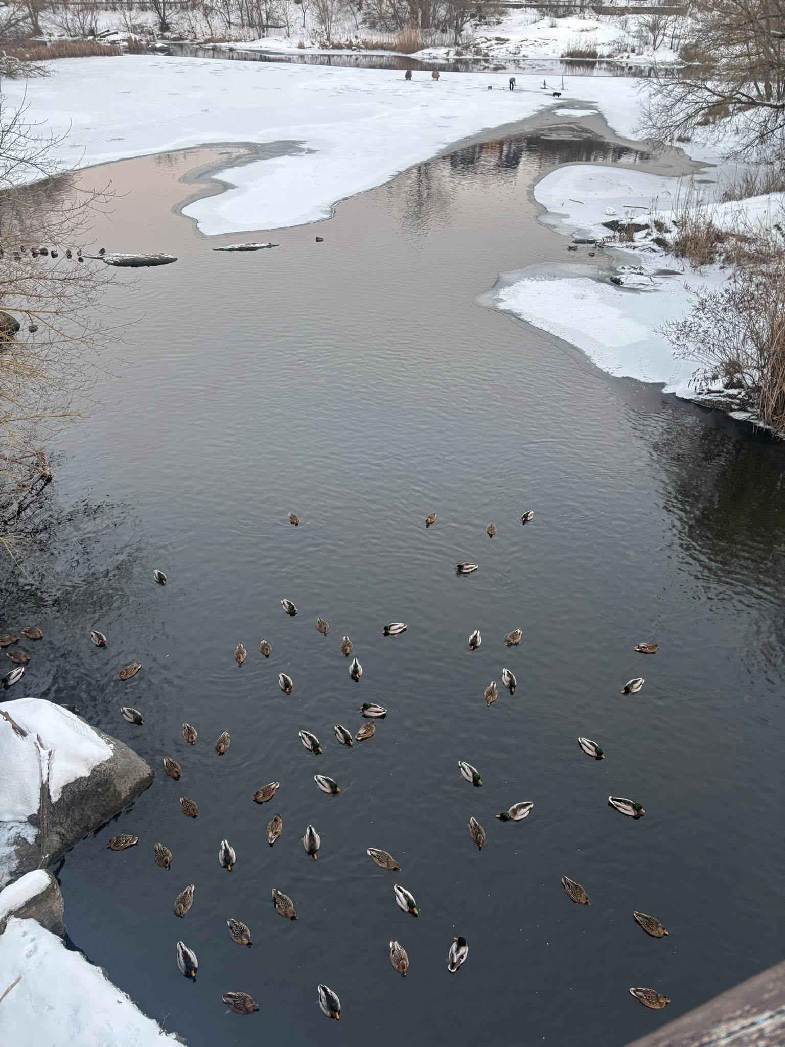 Зимовий захід сонця у Корсунь-Шевченківському заповіднику. Фото