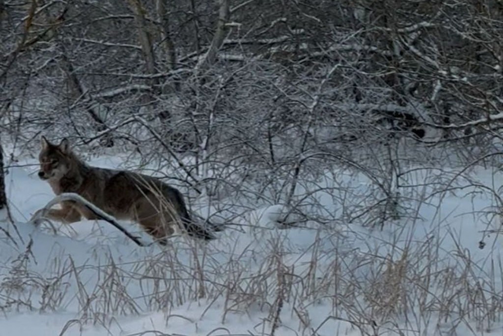 У Чорнобильському заповіднику показали фото допитливого вовка