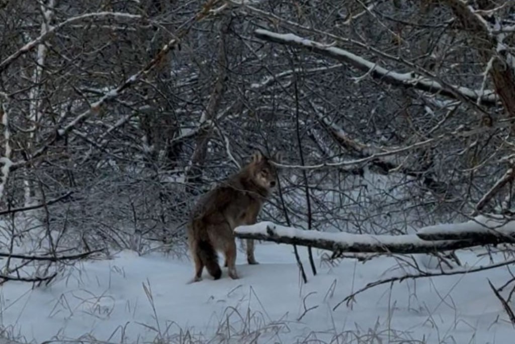 У Чорнобильському заповіднику показали фото допитливого вовка - фото 2
