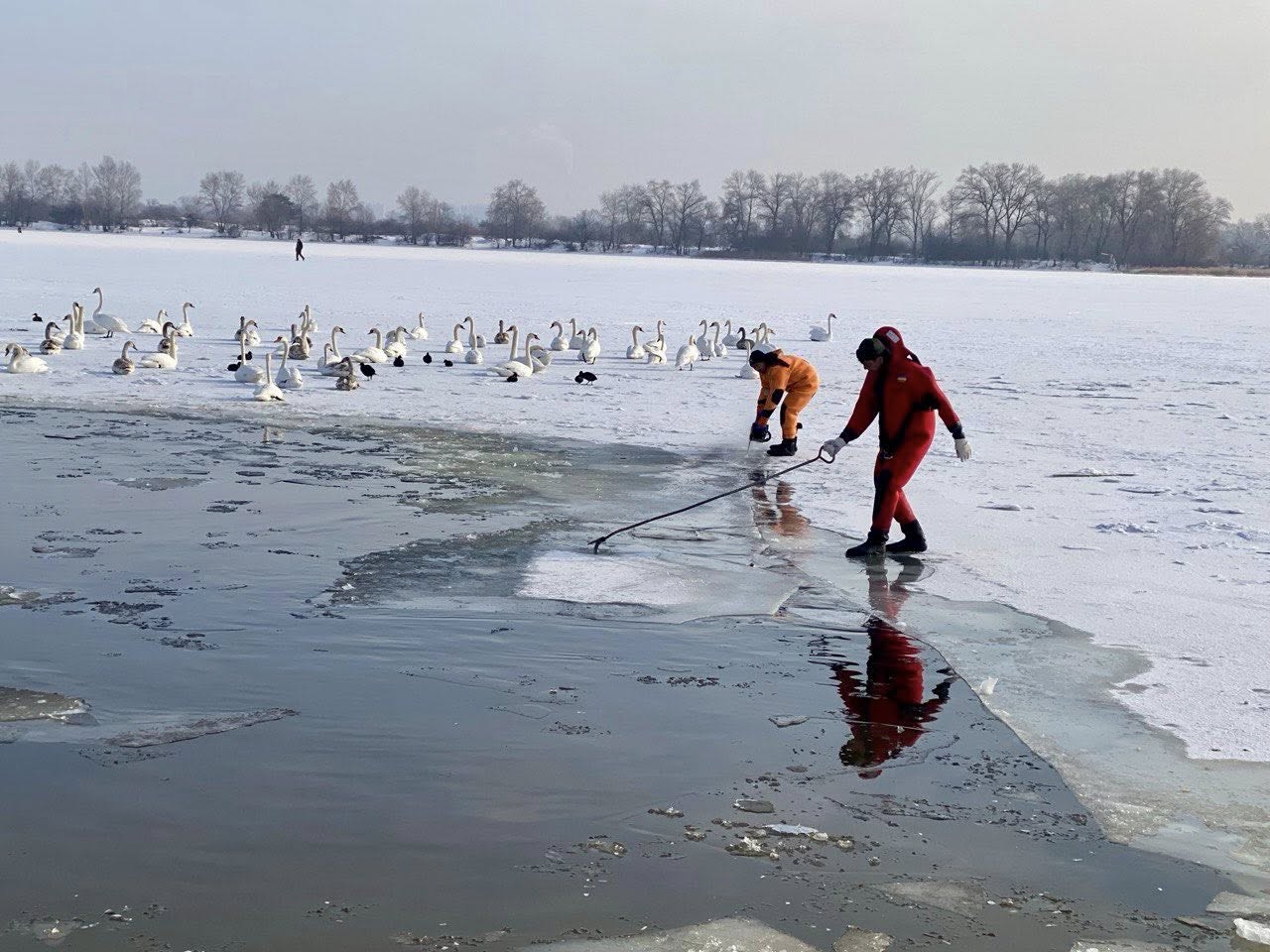 Киянам розповіли, як правильно підгодовувати птахів взимку