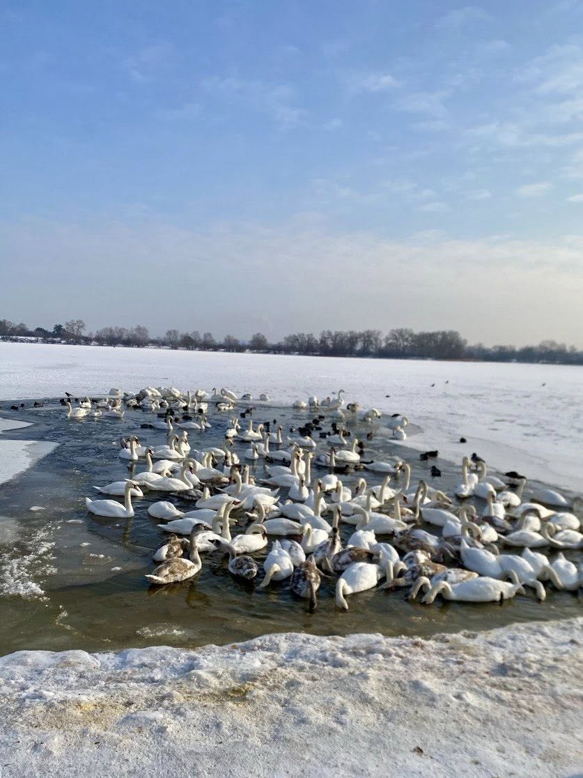Киянам розповіли, як правильно підгодовувати птахів взимку - фото 2