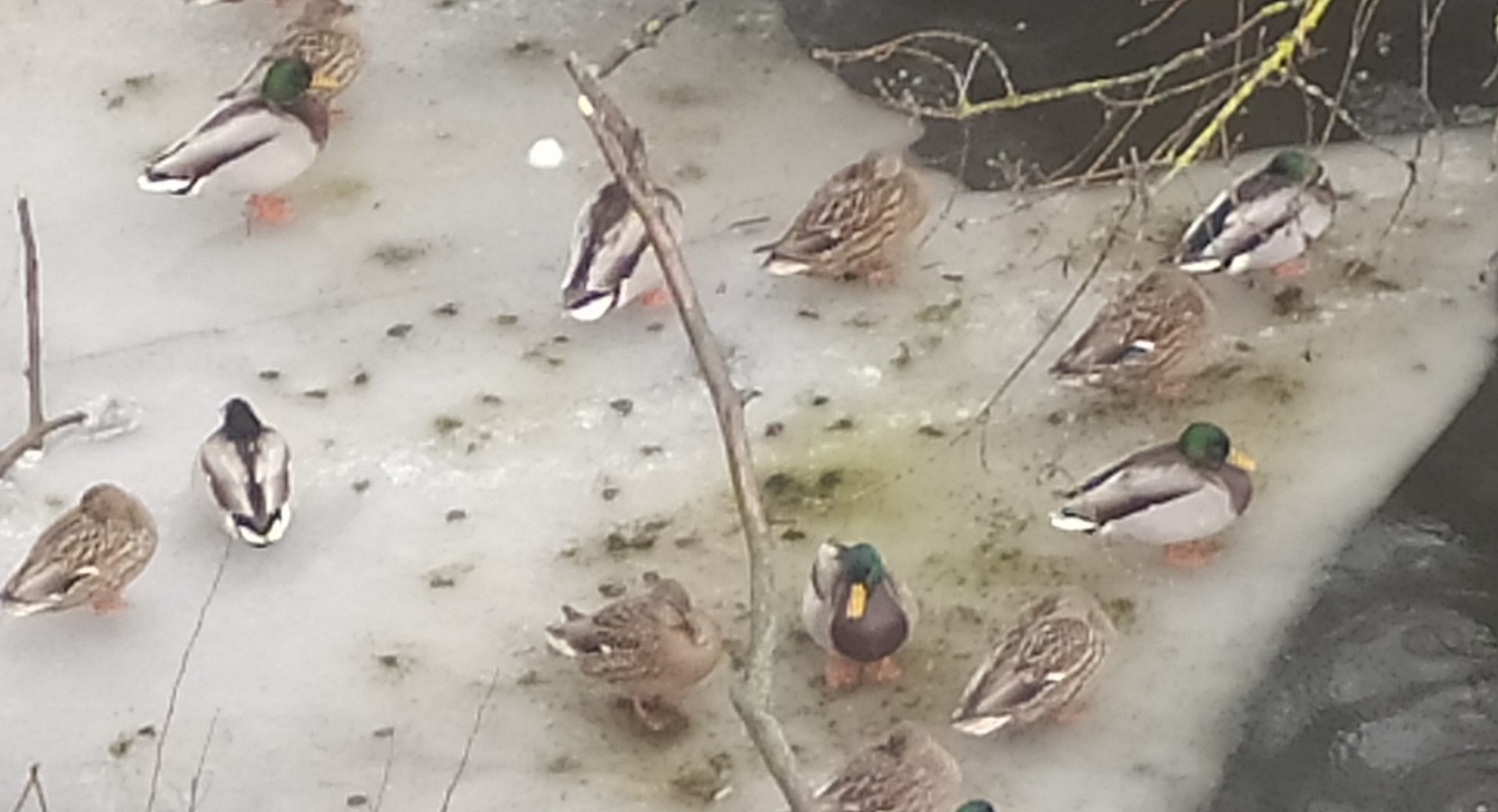 Закликають не годувати хлібом птахів, які зимують у Корсунь-Шевченківському парку