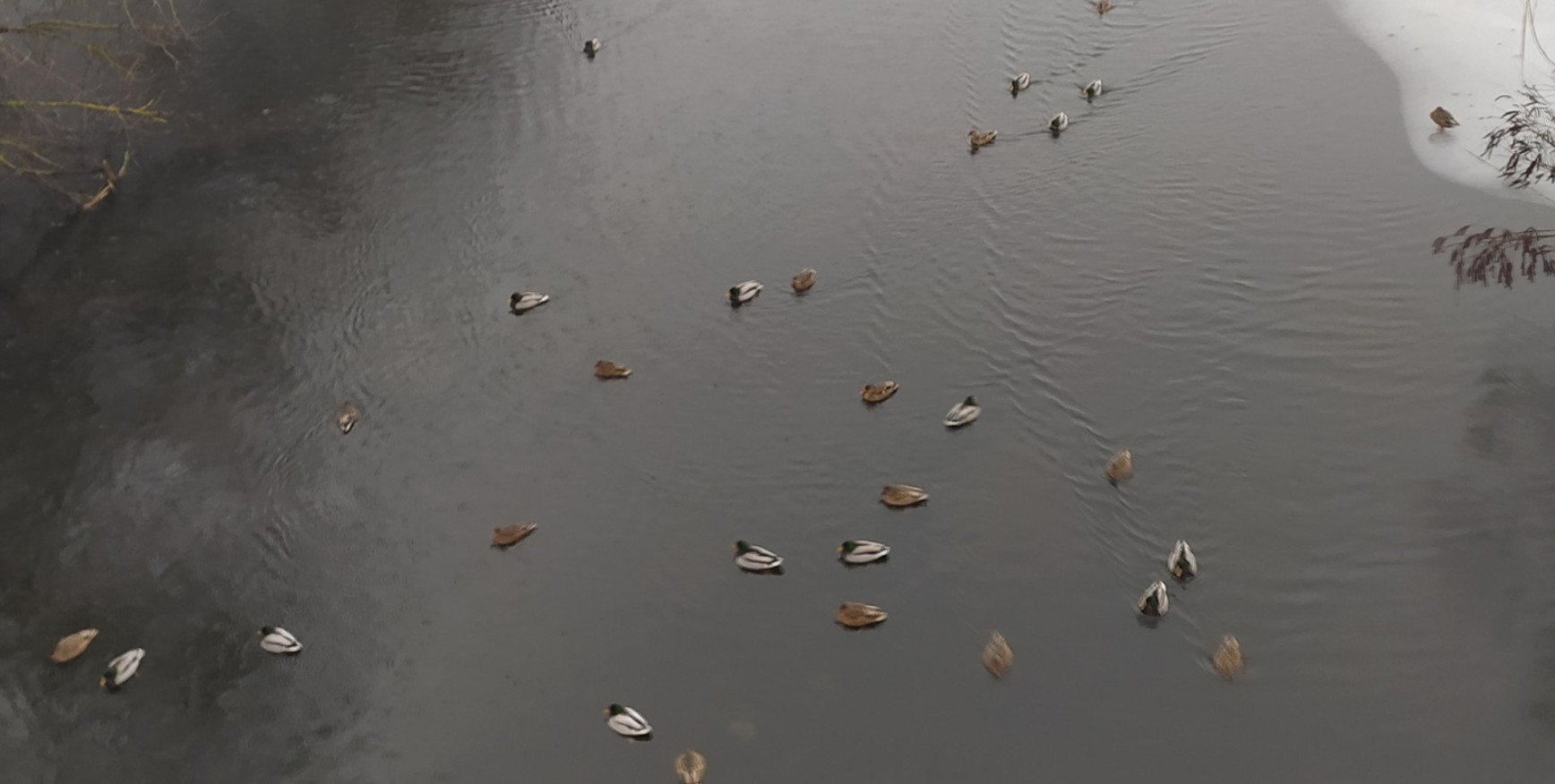 Закликають не годувати хлібом птахів, які зимують у Корсунь-Шевченківському парку - фото 2