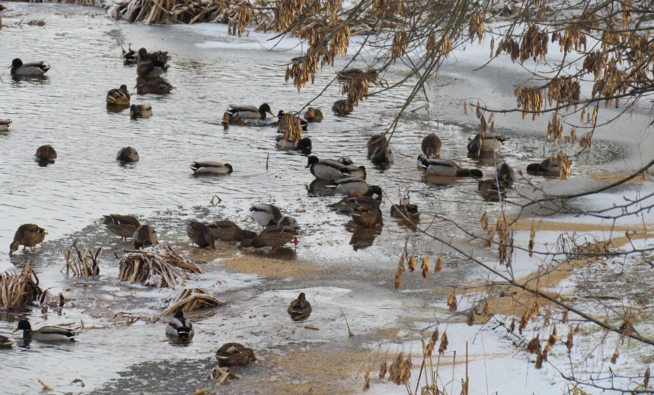 Закликають не годувати хлібом птахів, які зимують у Корсунь-Шевченківському парку - фото 3