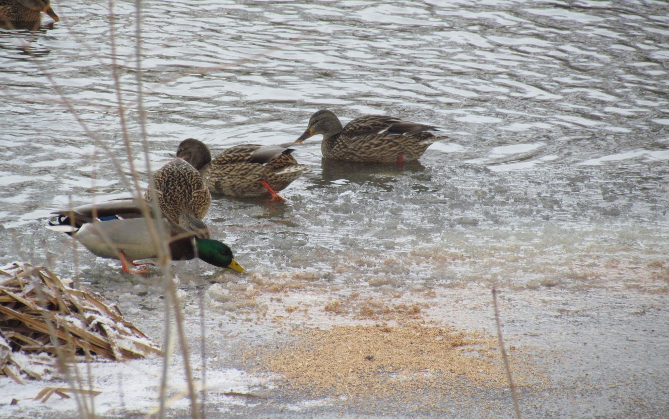 Закликають не годувати хлібом птахів, які зимують у Корсунь-Шевченківському парку - фото 4