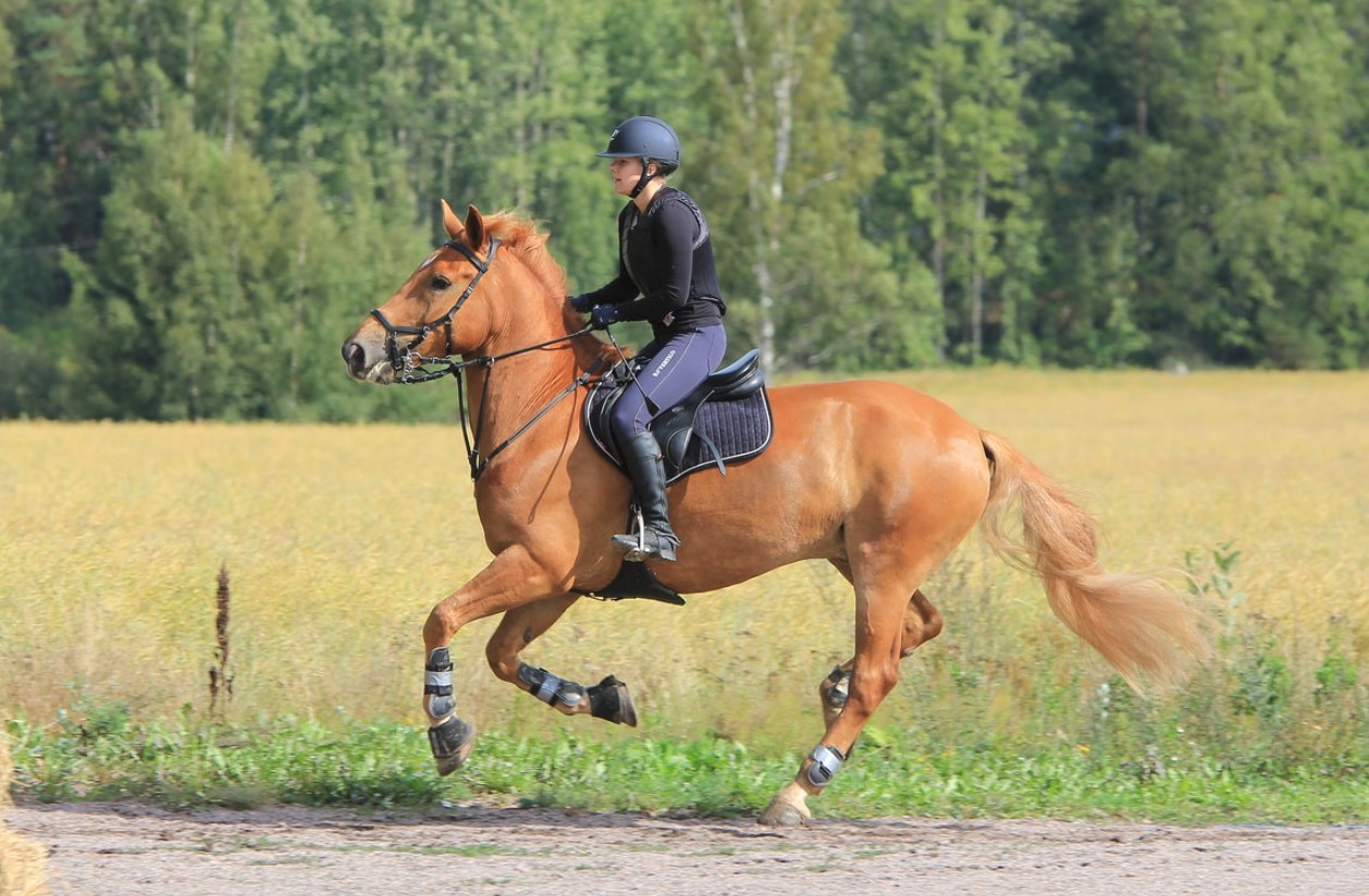 Цікаві місця, куди піти з дитиною в Черкасах - фото 4