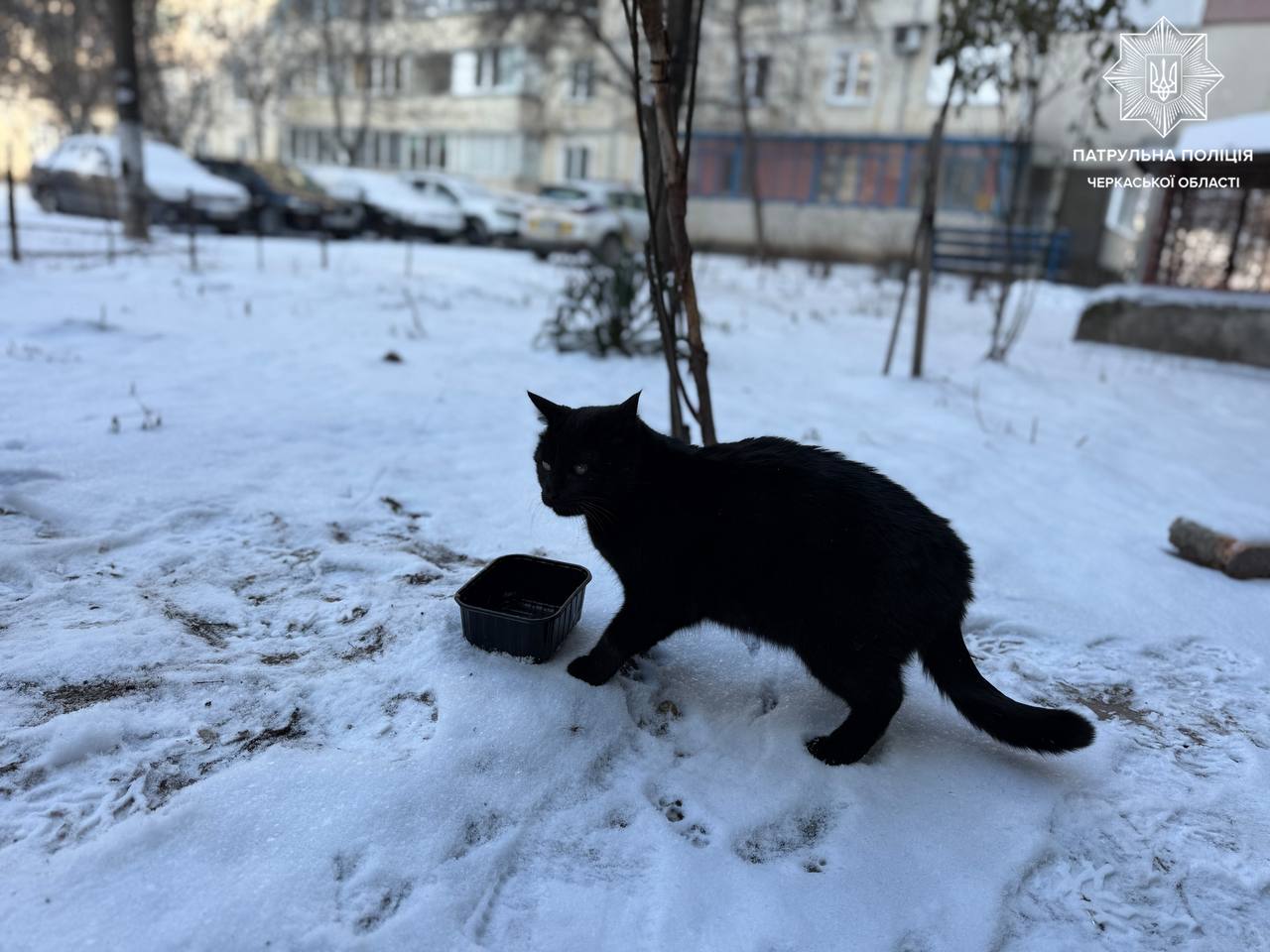 Не проганяйте тварин з під’їздів, – патрульні звернулися до жителів Черкащини - фото 3