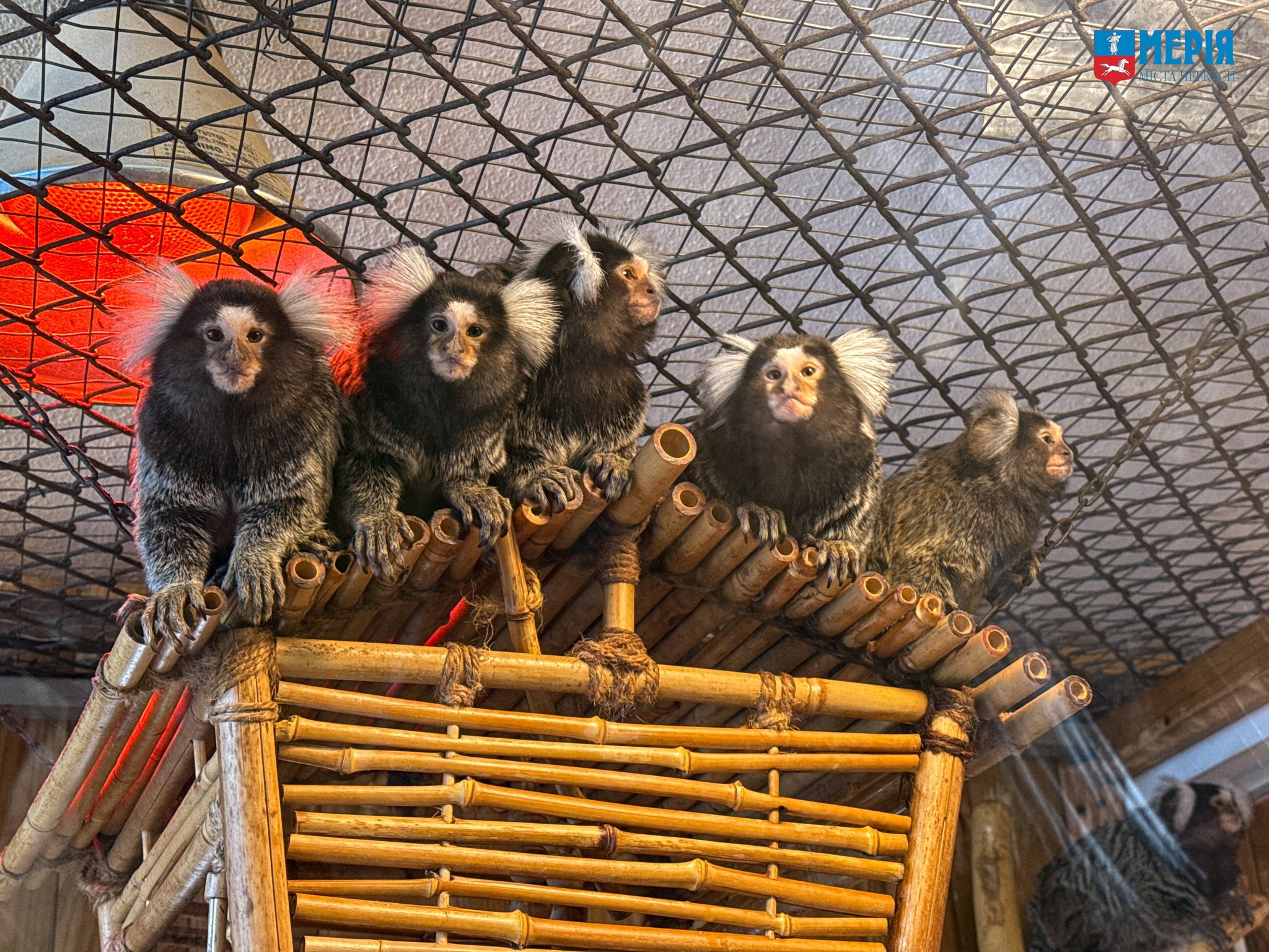 Як зимують тварини у Черкаському зоопарку. Фото - фото 5