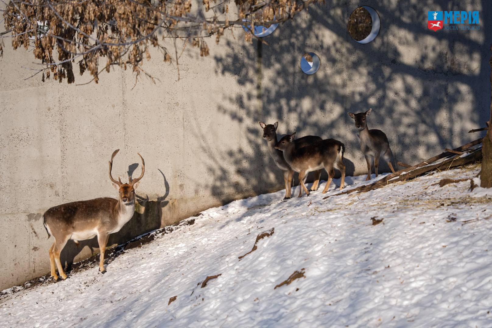 Як зимують тварини у Черкаському зоопарку. Фото - фото 3