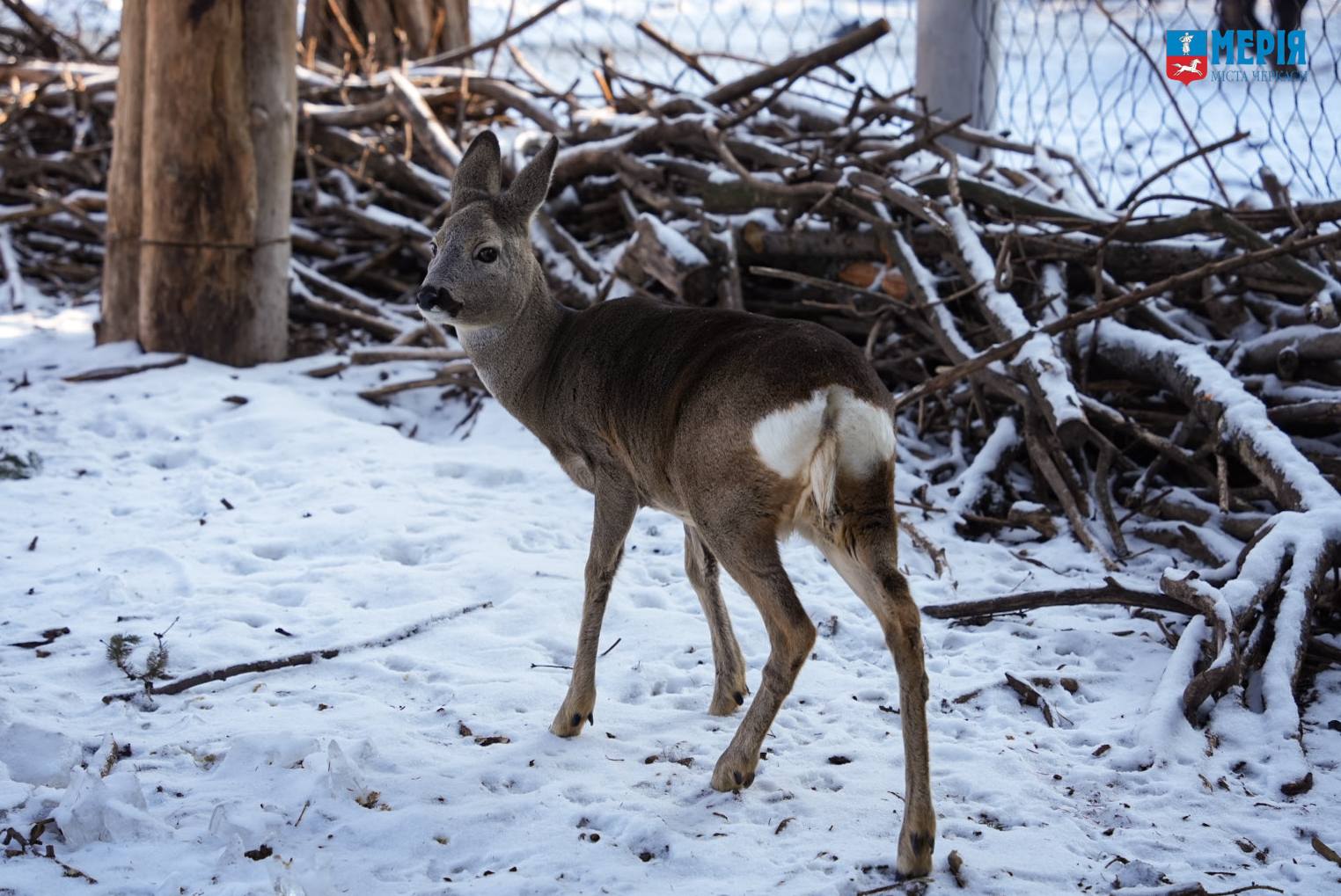 Як зимують тварини у Черкаському зоопарку. Фото - фото 4