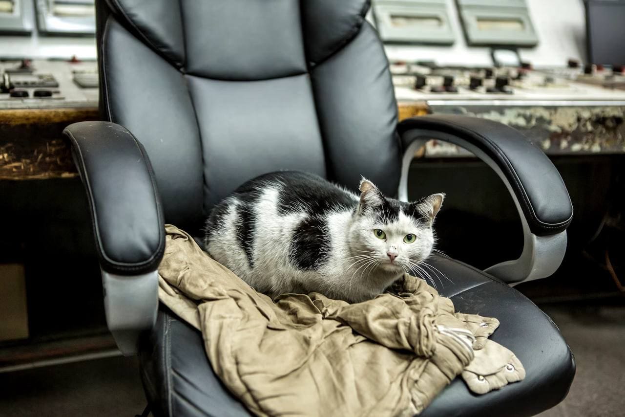 Енергетика, який врятував кішку після обстрілу станції, нагородили грамотою від Кабміну