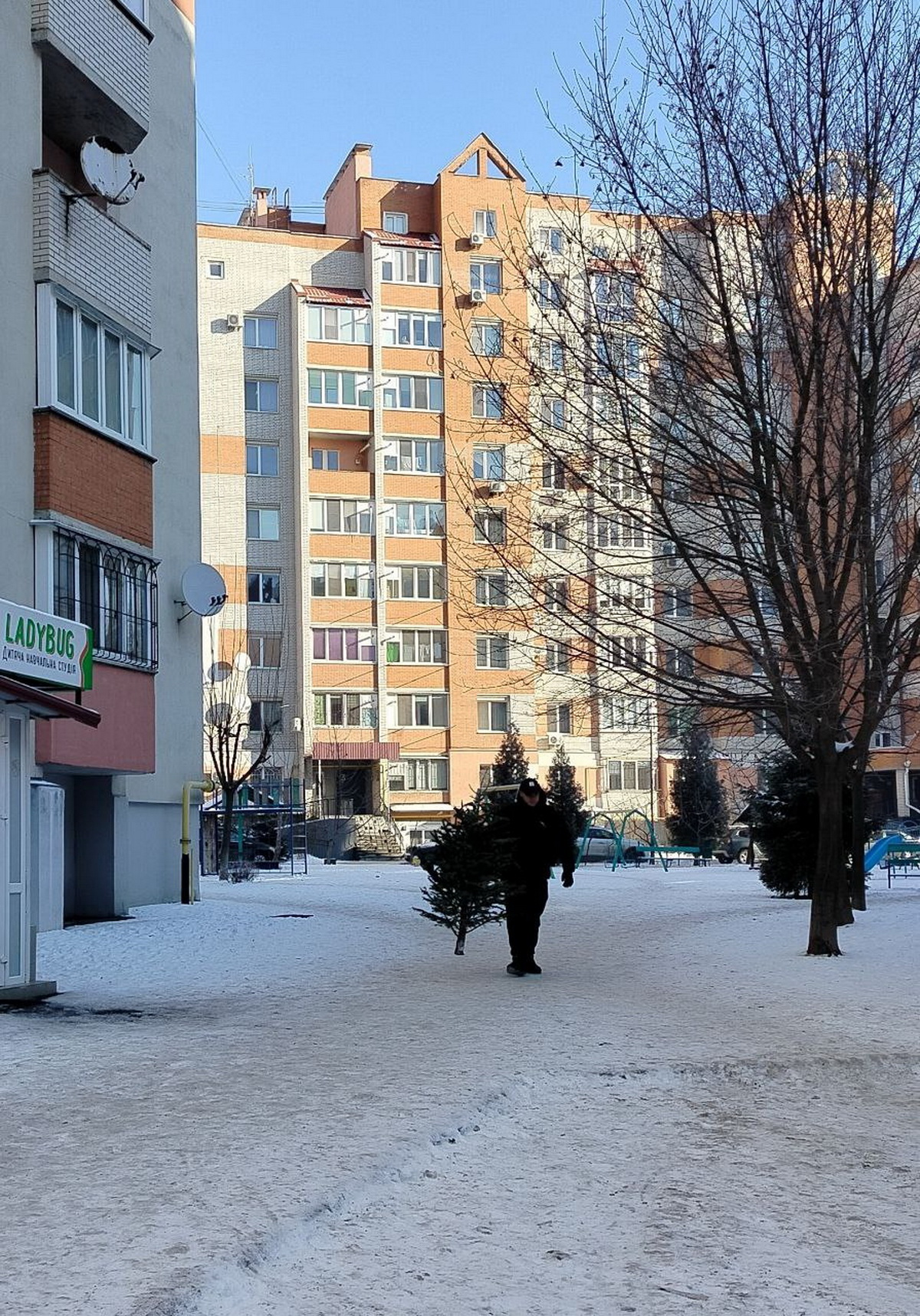 У Вінниці зібрали та утилізували дев’ять вантажівок ялинок - фото 3