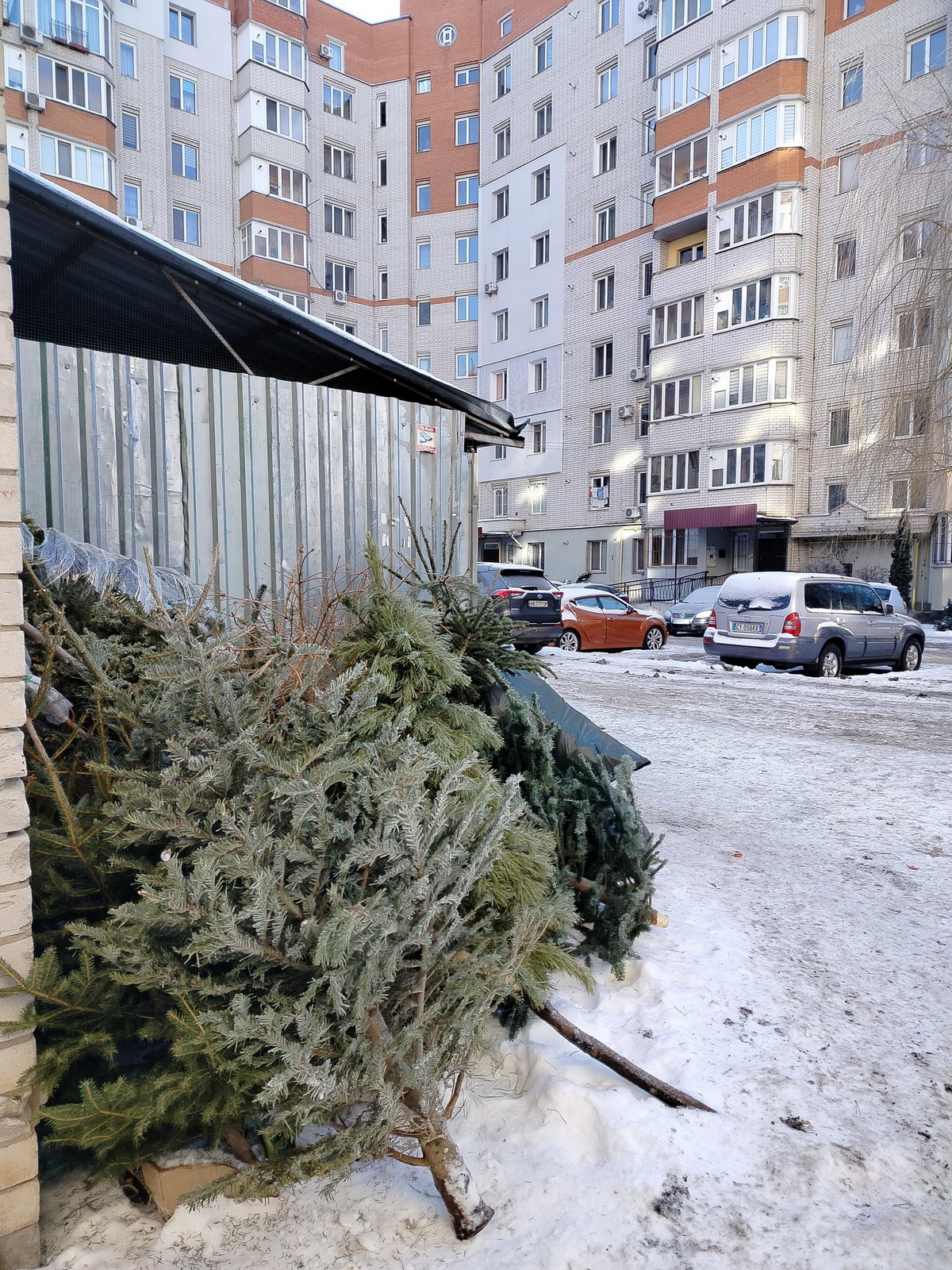 У Вінниці зібрали та утилізували дев’ять вантажівок ялинок - фото 4