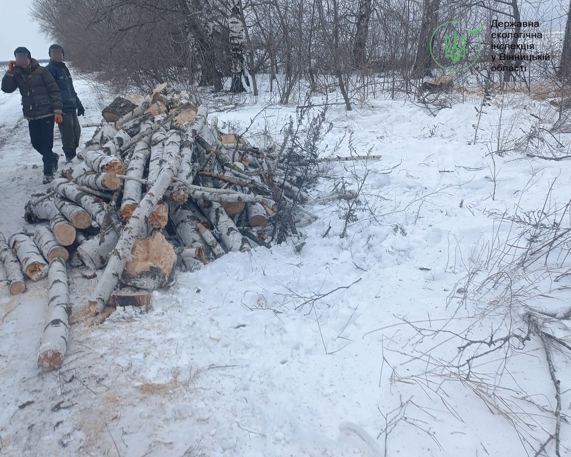 Чоловіки нарізали причеп берези у лісосмузі на Вінниччині - фото 2