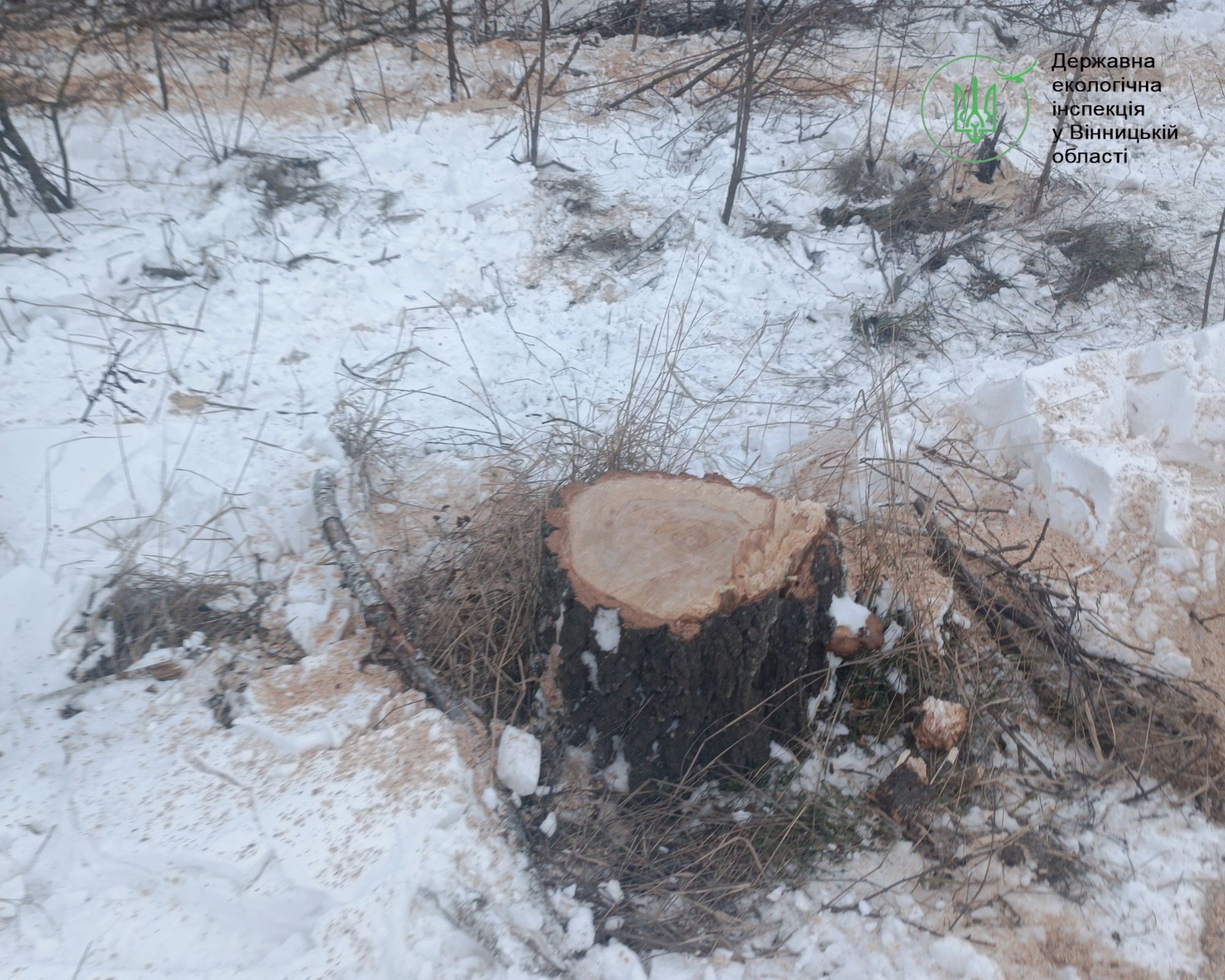 Чоловіки нарізали причеп берези у лісосмузі на Вінниччині - фото 3