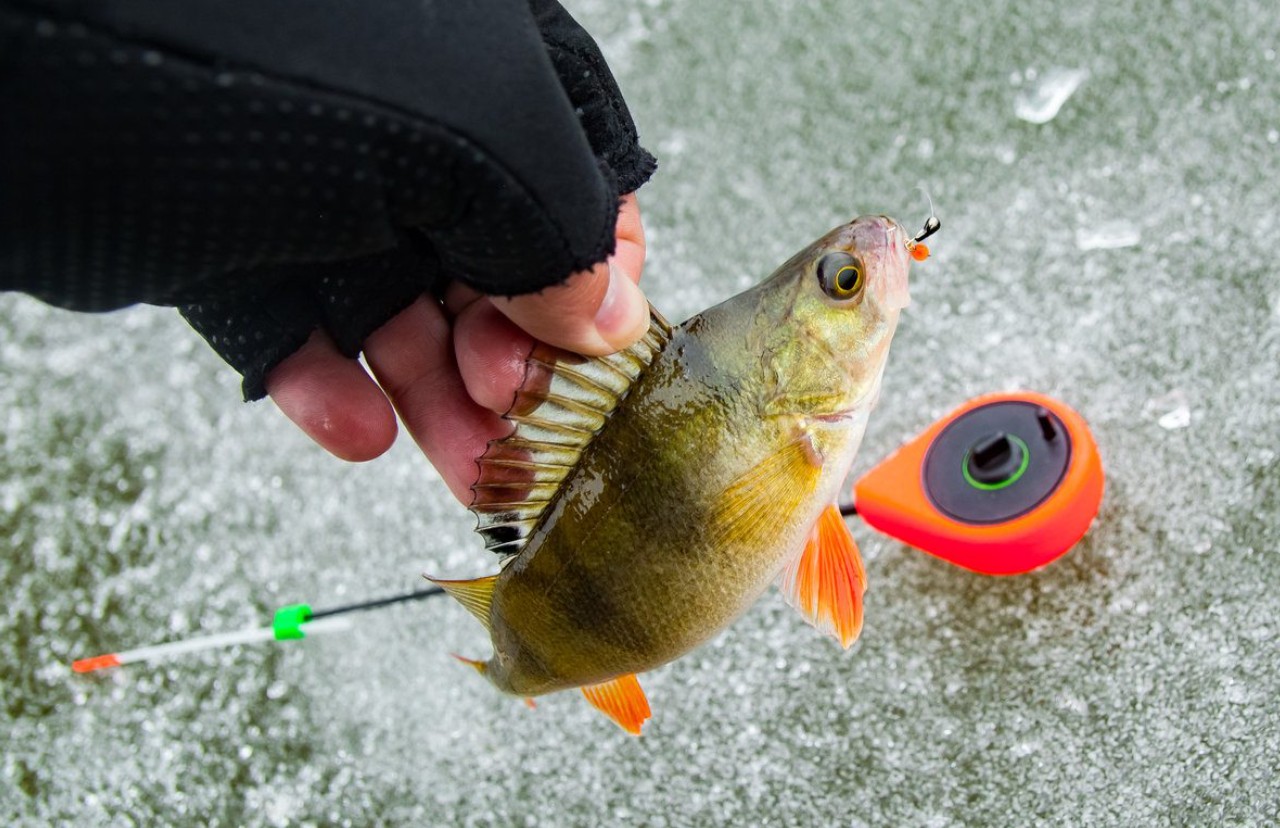 Зимувальні ями в Києві та області: де заборонено ловити рибу - фото 2