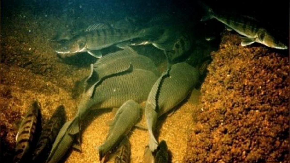 Зимувальні ями в Києві та області: де заборонено ловити рибу - фото 5