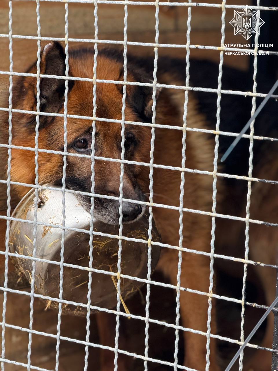 У черкаський притулок для тварин привезли ковдри і корм - фото 6