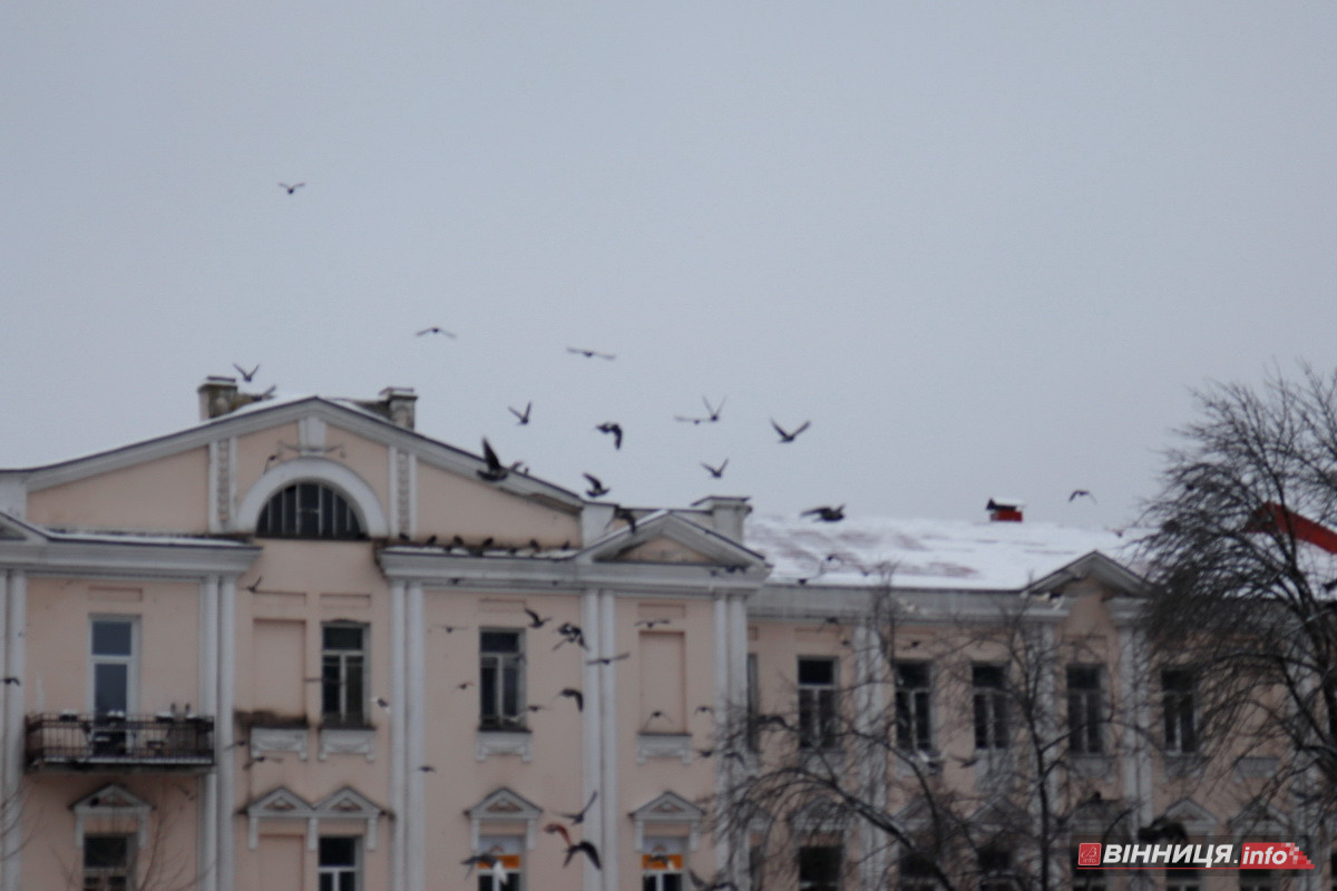 Ожеледиця у Вінниці: спецтехніка на дорогах та поради, як уникнути травмувань - фото 10