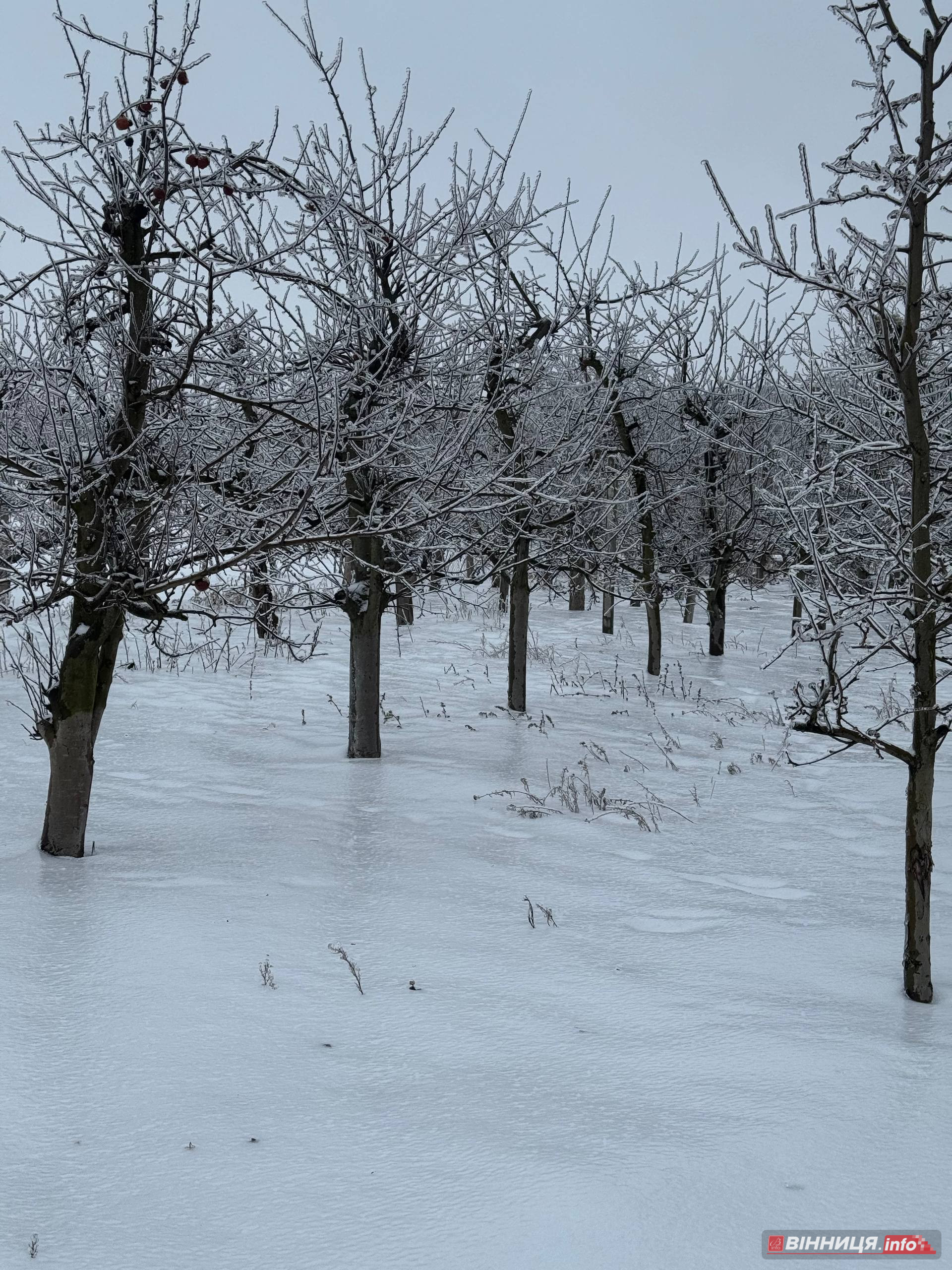 Фермер з Вінниччини розповів, як захистити сад від обледеніння