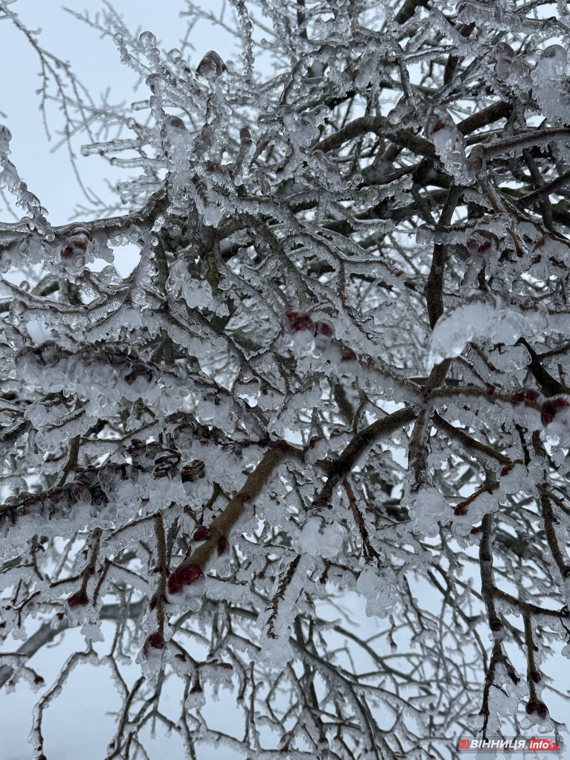 Фермер з Вінниччини розповів, як захистити сад від обледеніння - фото 2